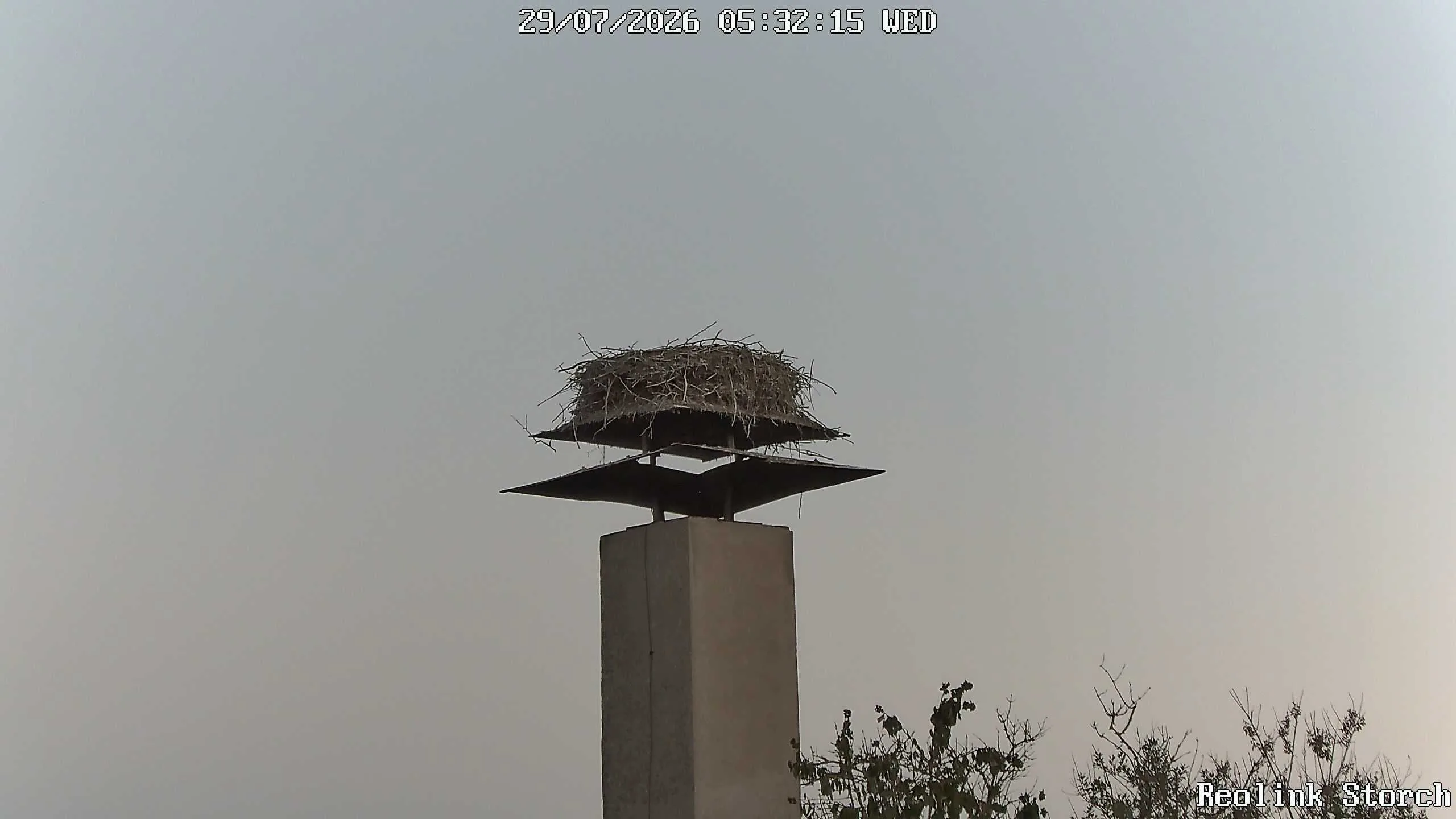 Storchencam Bild