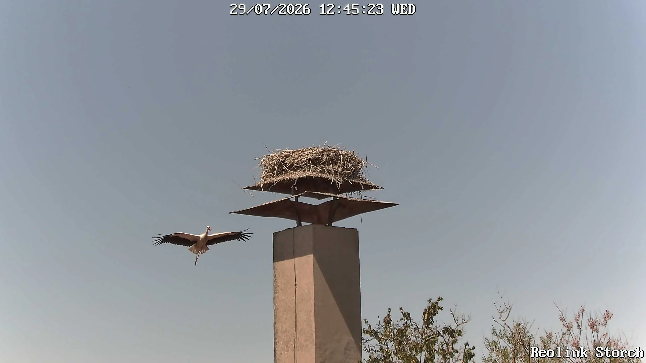 Storchencam Bild