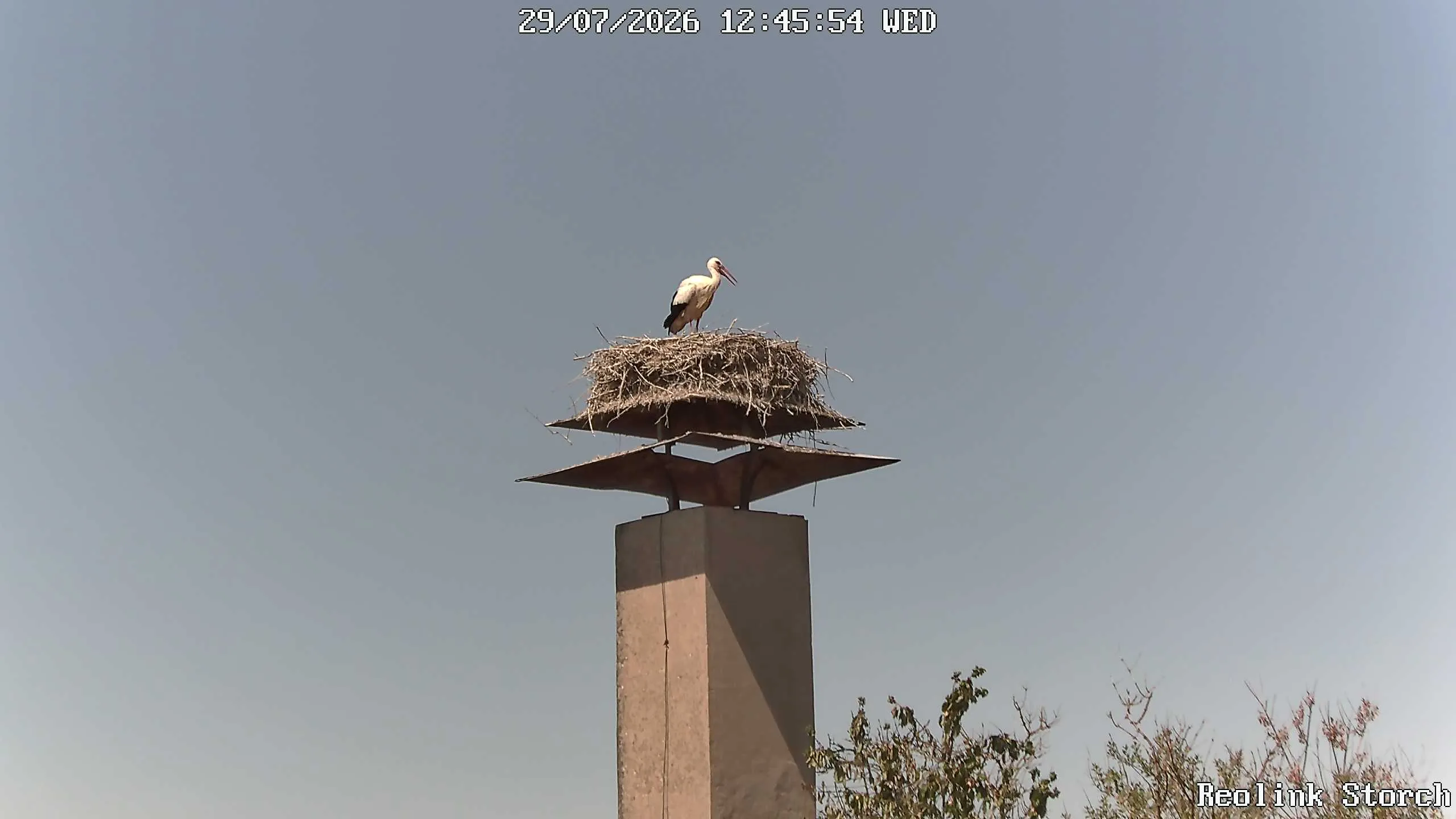 Storchencam Bild