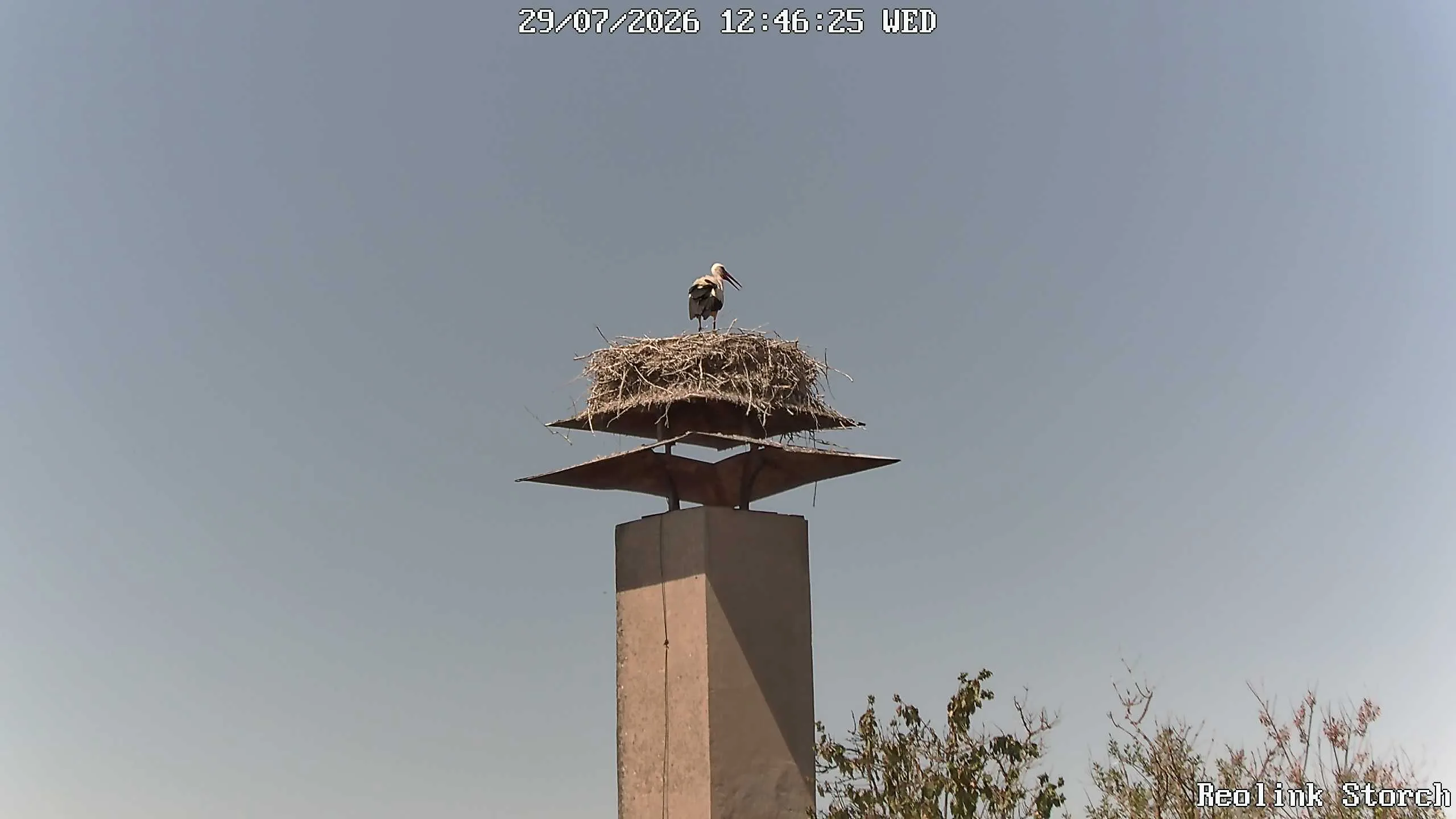 Storchencam Bild