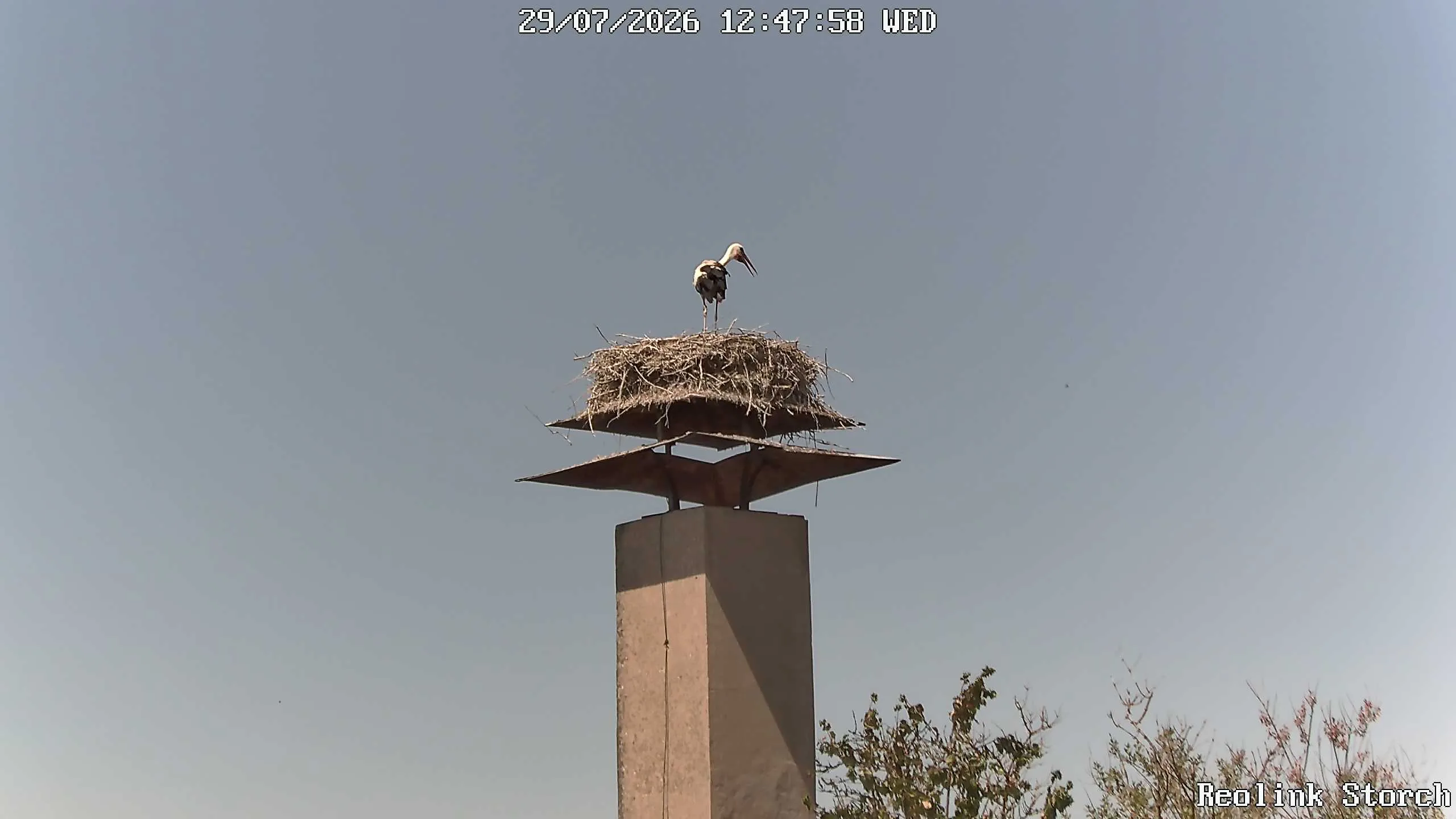 Storchencam Bild