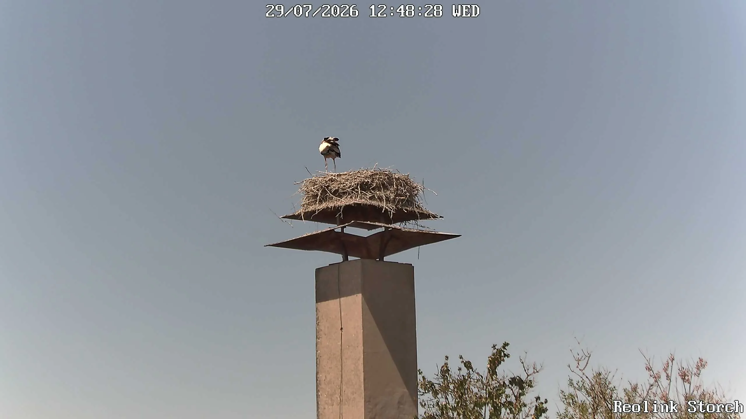 Storchencam Bild