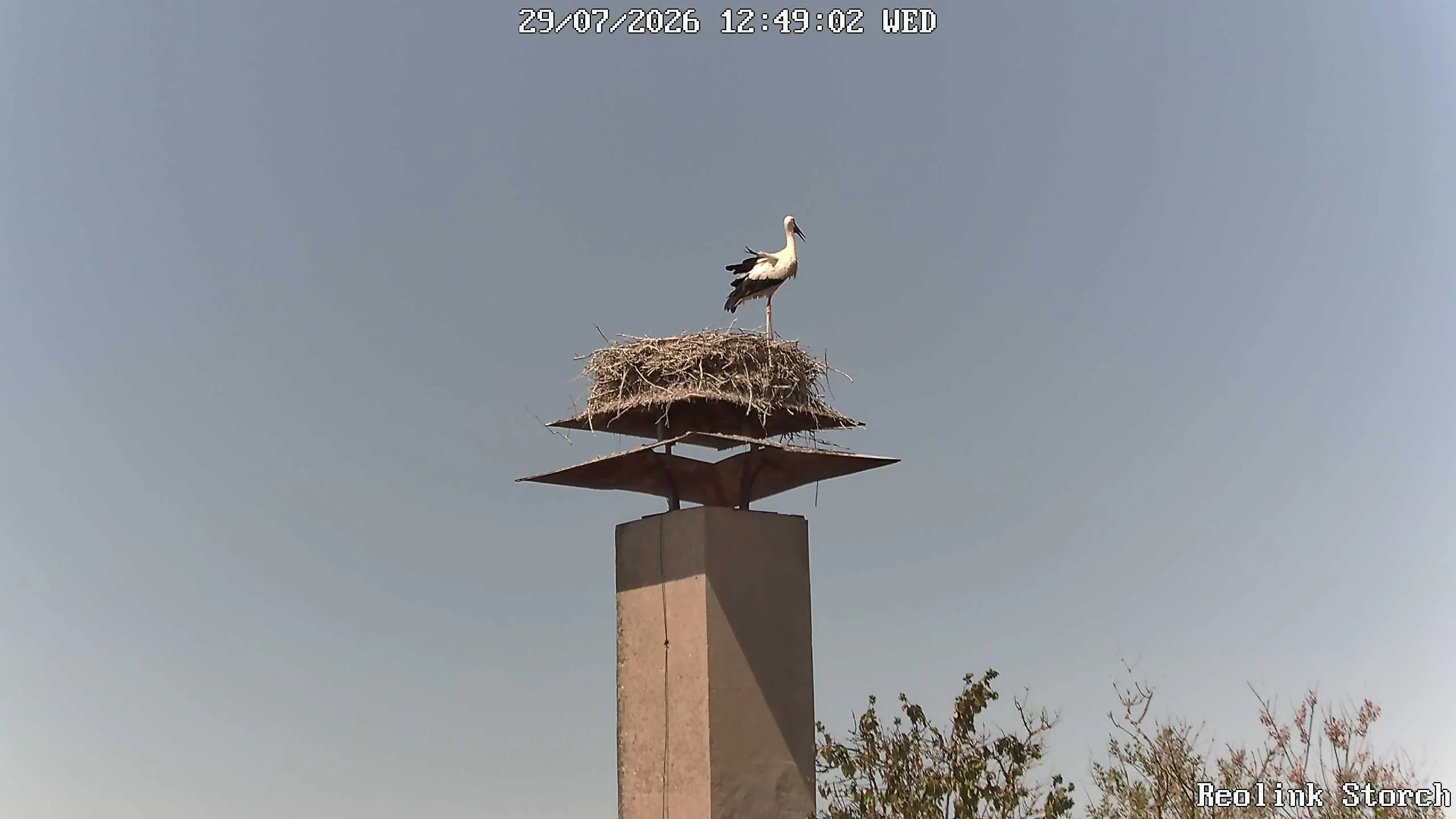 Storchencam Bild