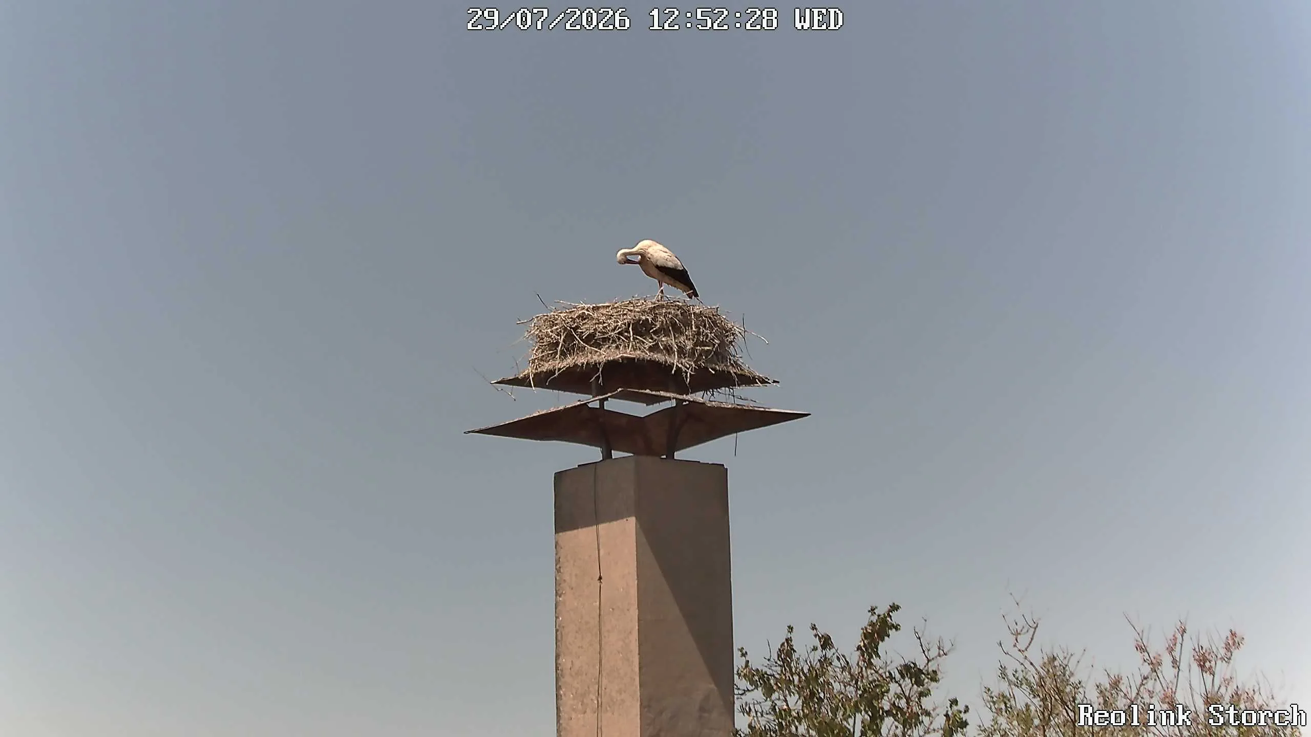 Storchencam Bild