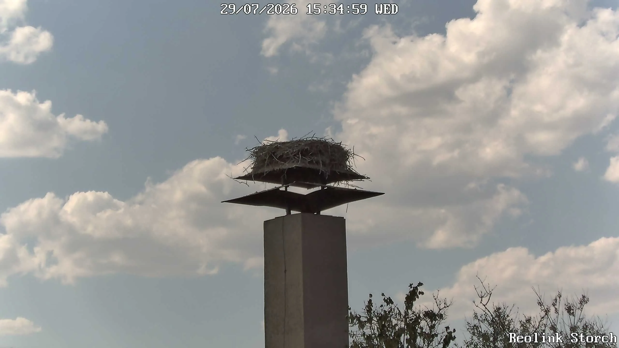 Storchencam Bild