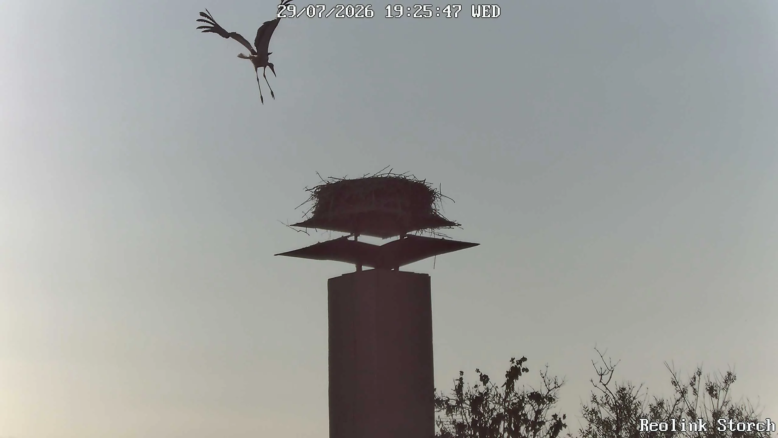 Storchencam Bild
