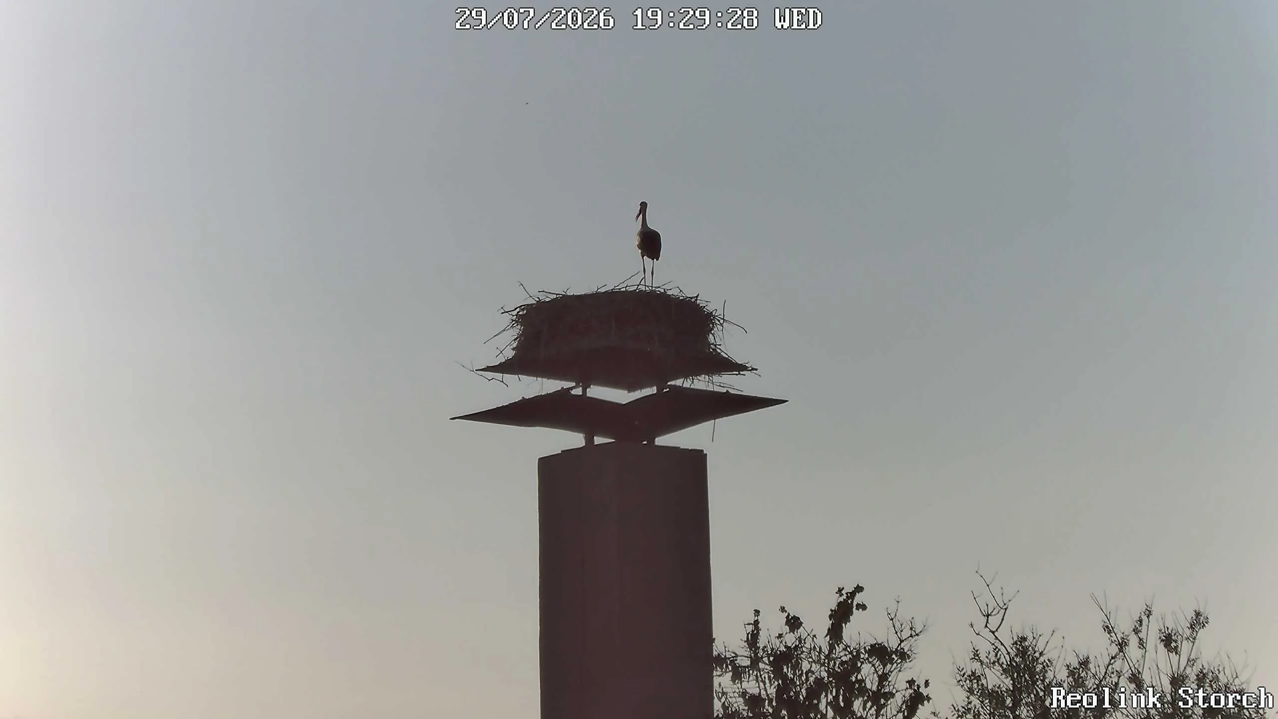 Storchencam Bild