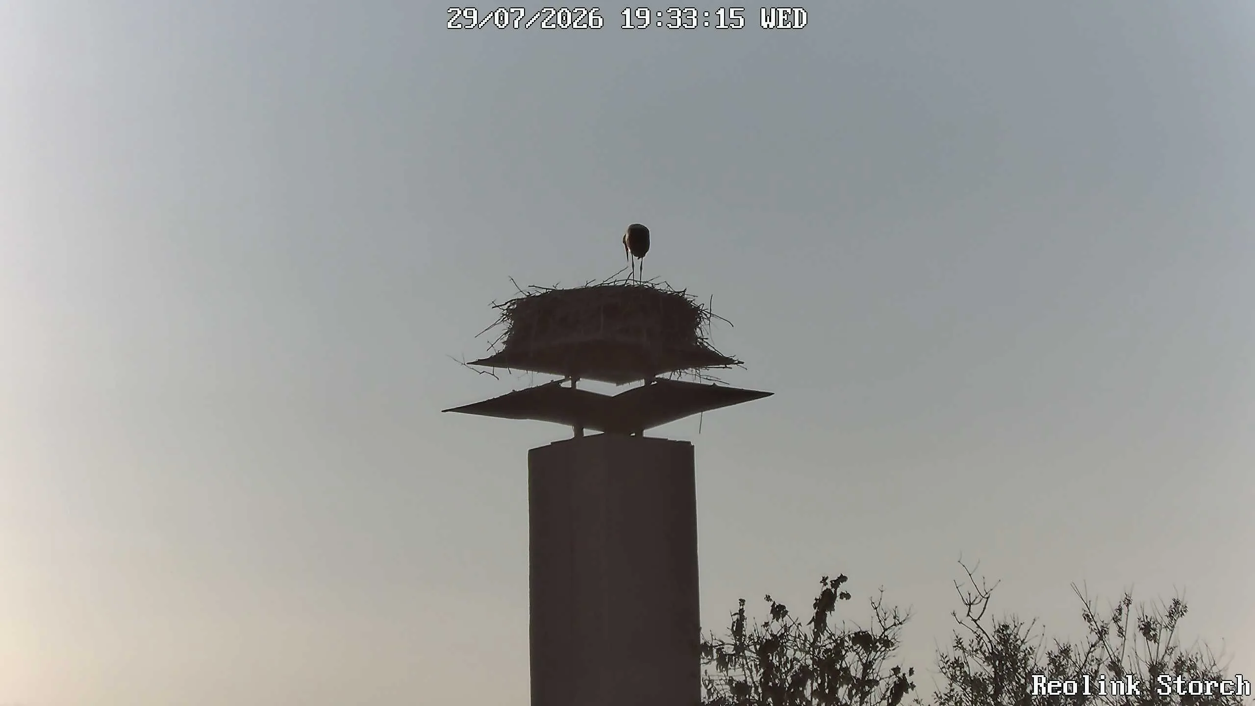Storchencam Bild
