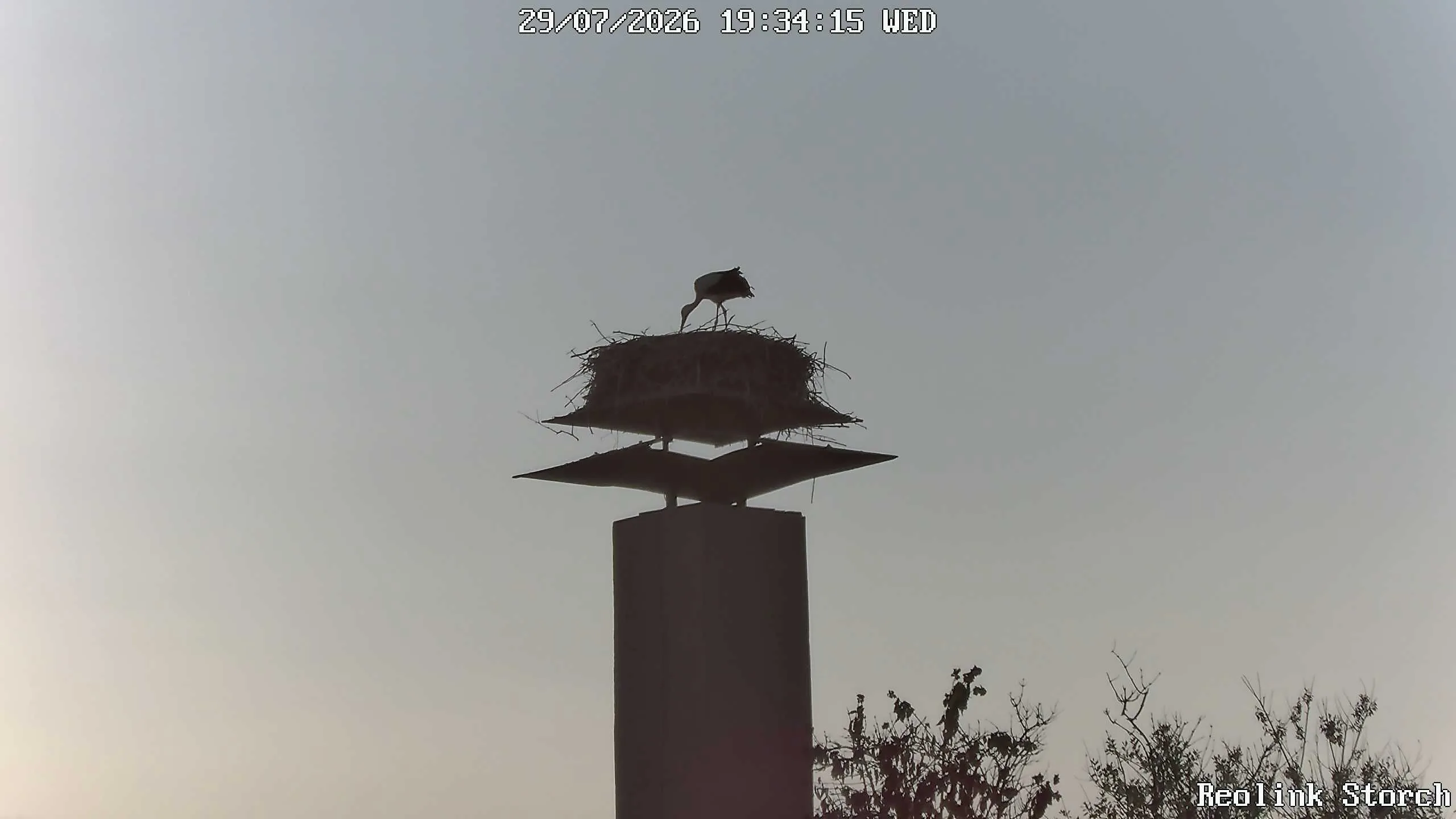 Storchencam Bild