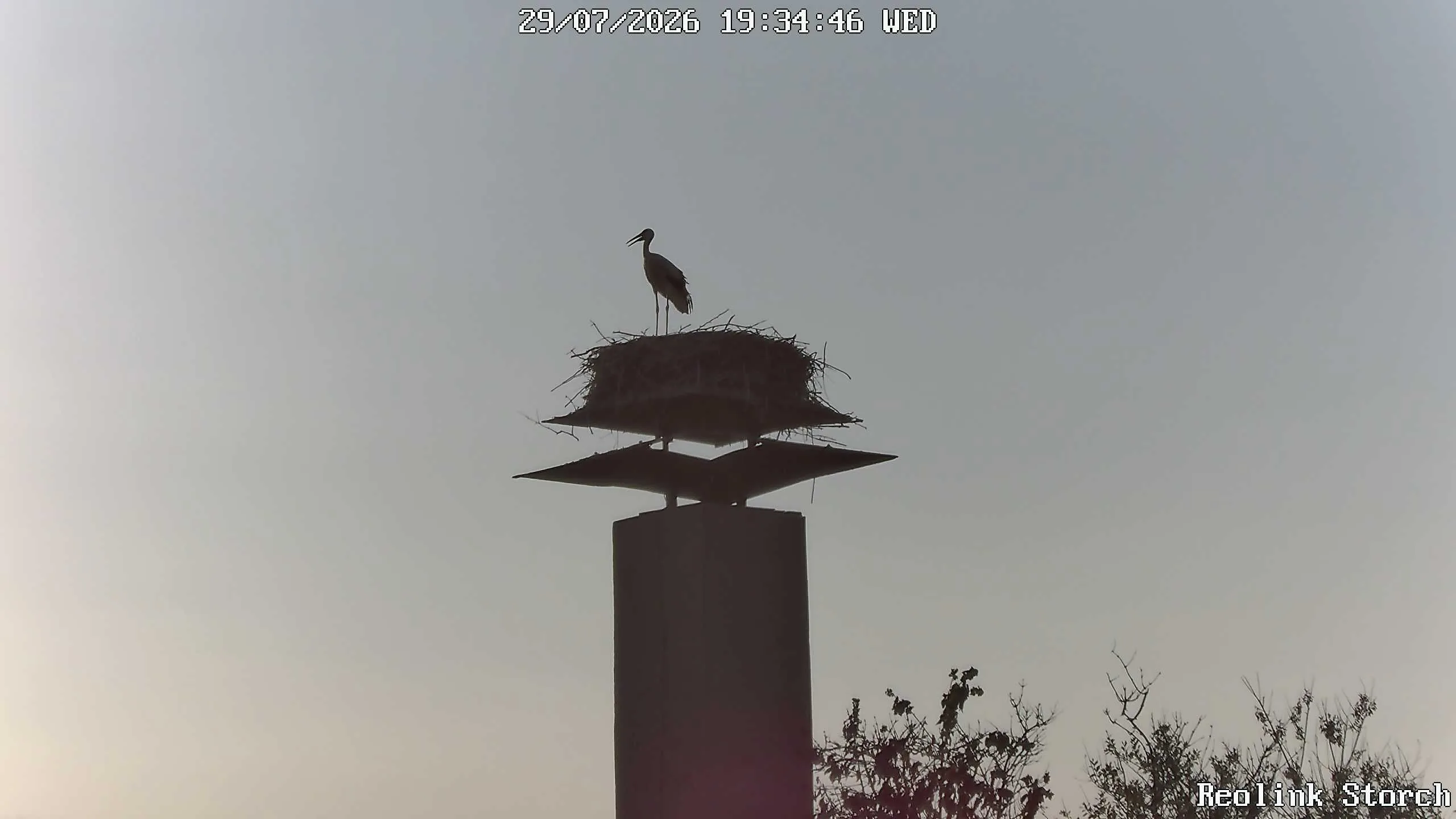 Storchencam Bild