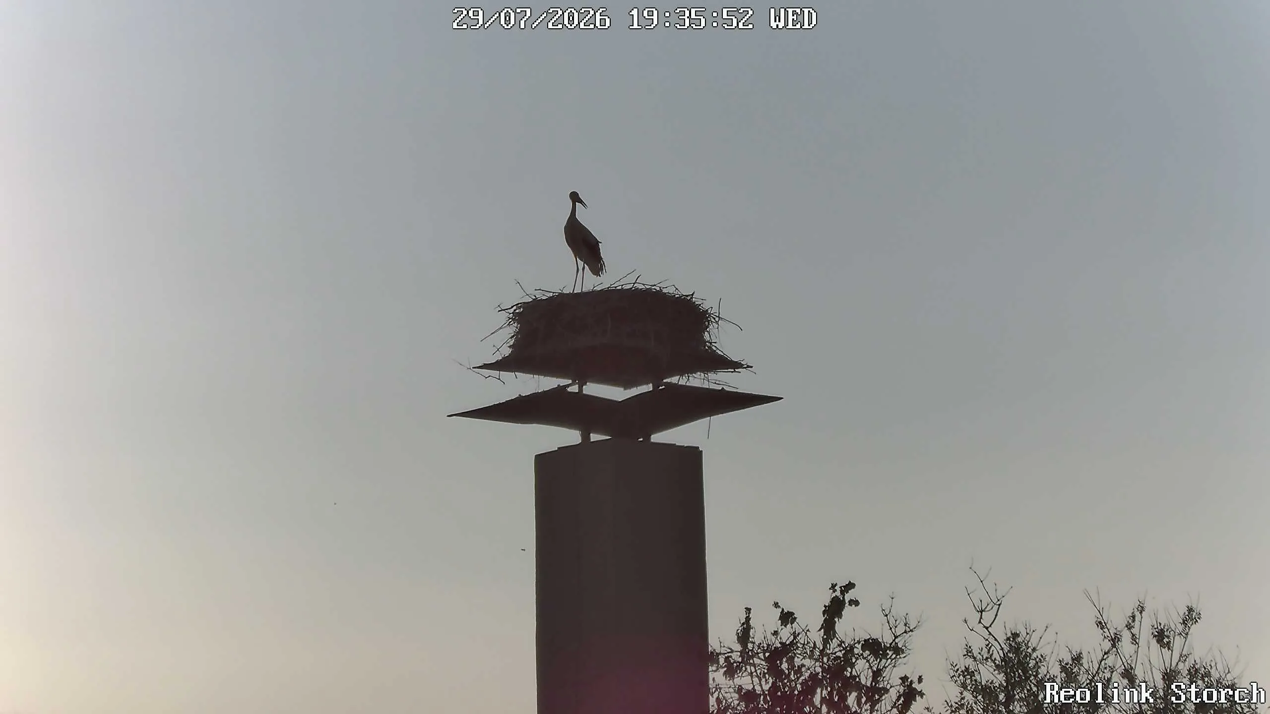 Storchencam Bild