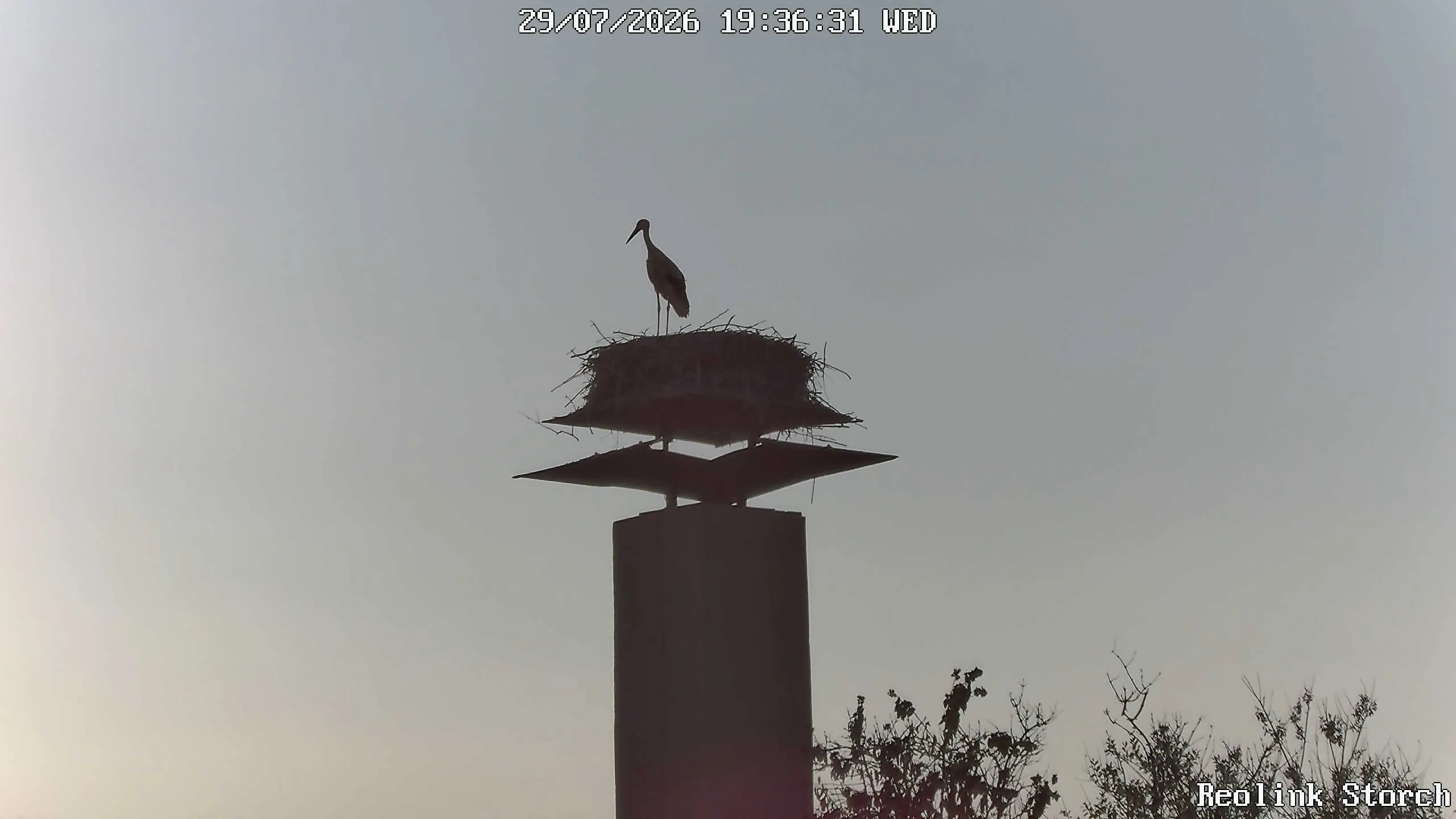 Storchencam Bild
