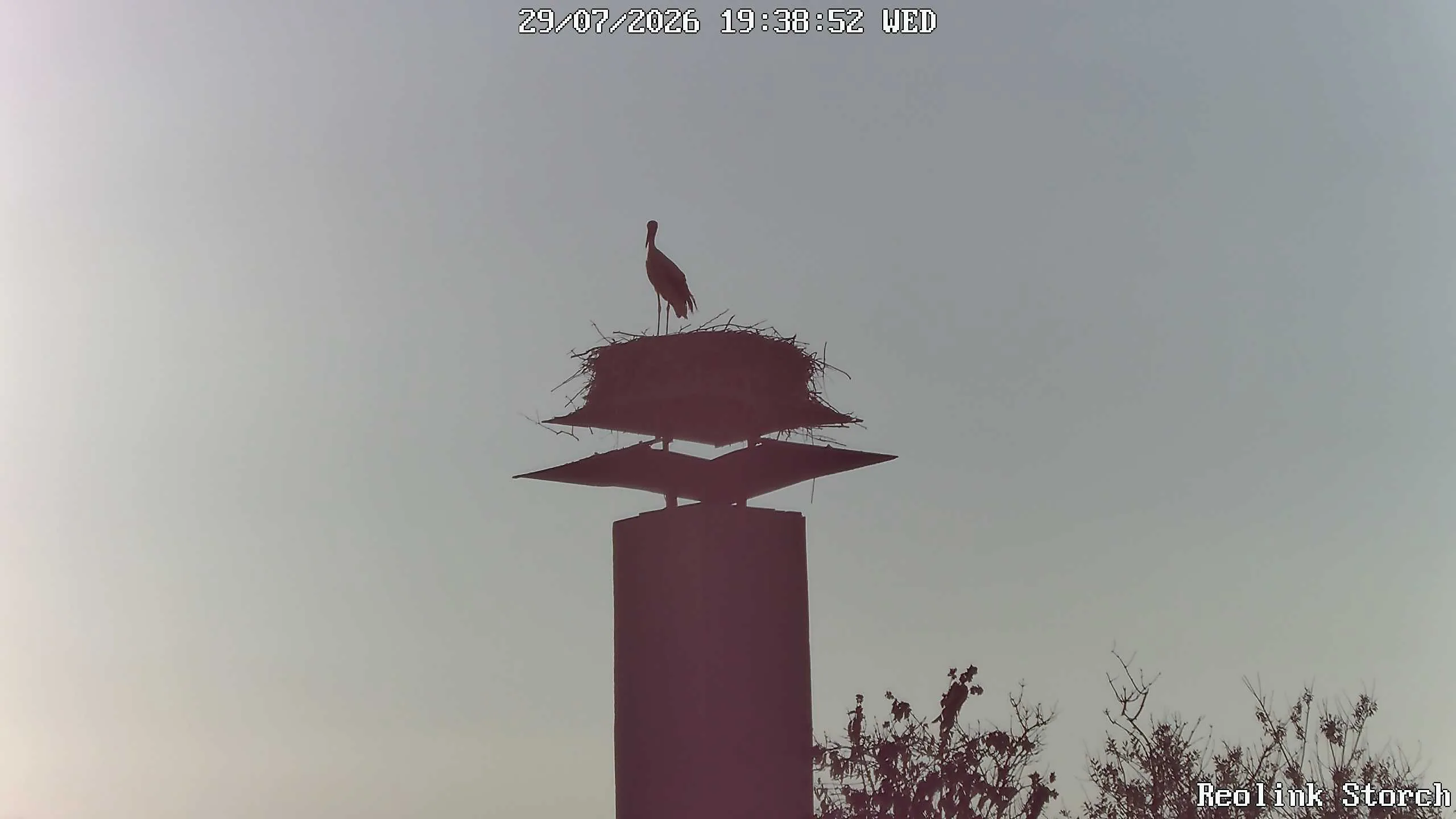 Storchencam Bild