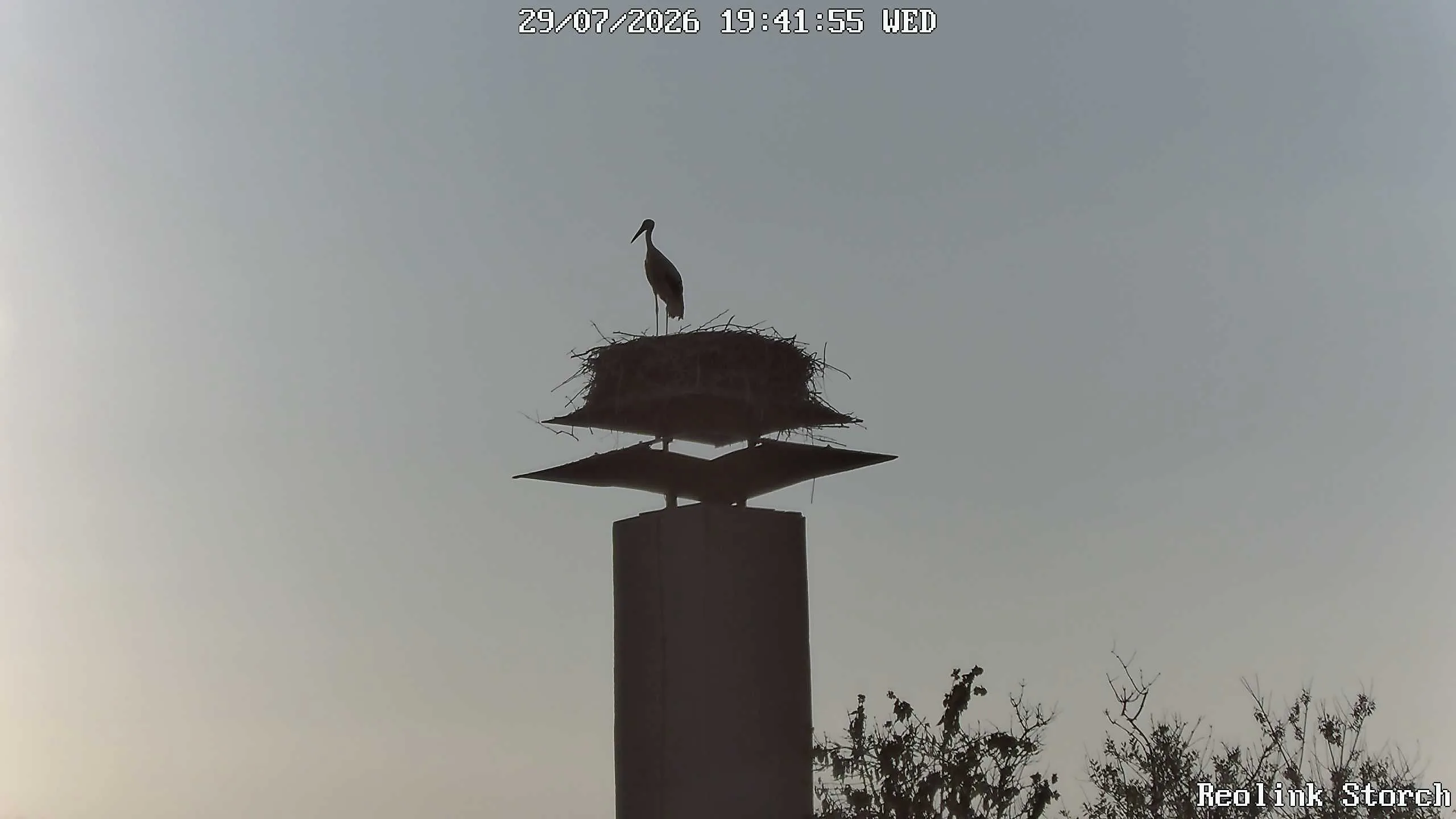 Storchencam Bild