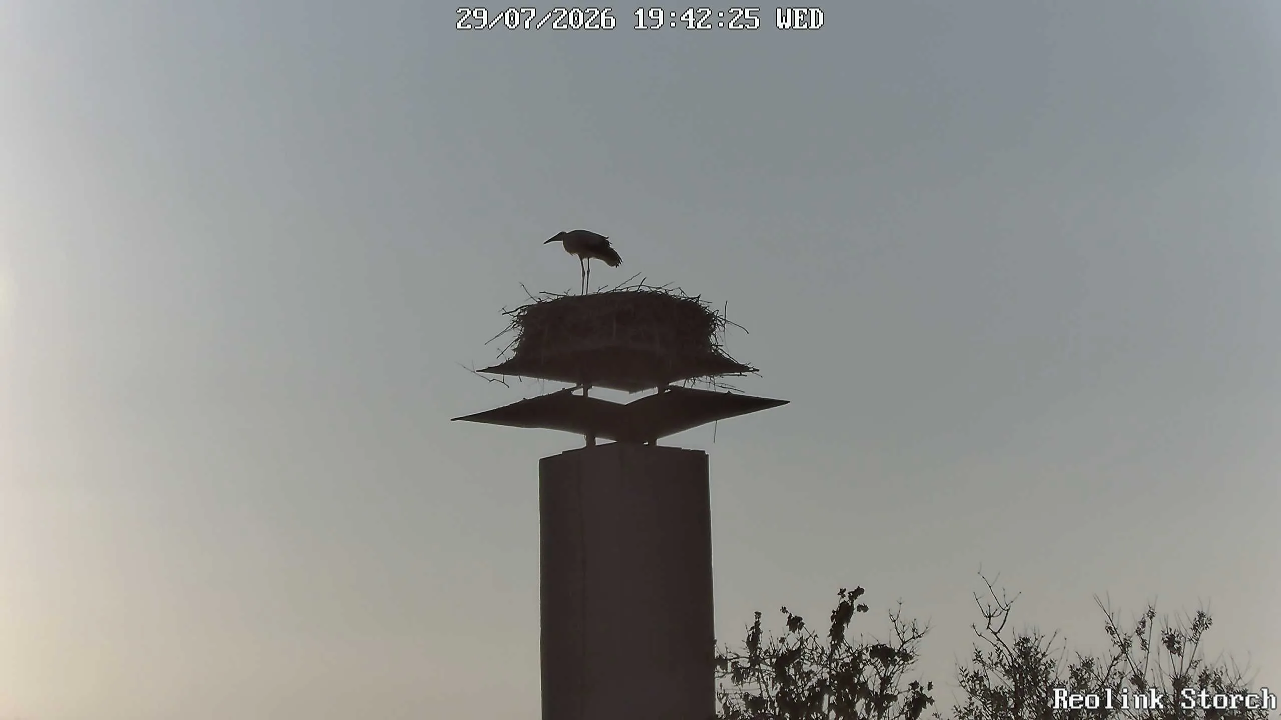 Storchencam Bild