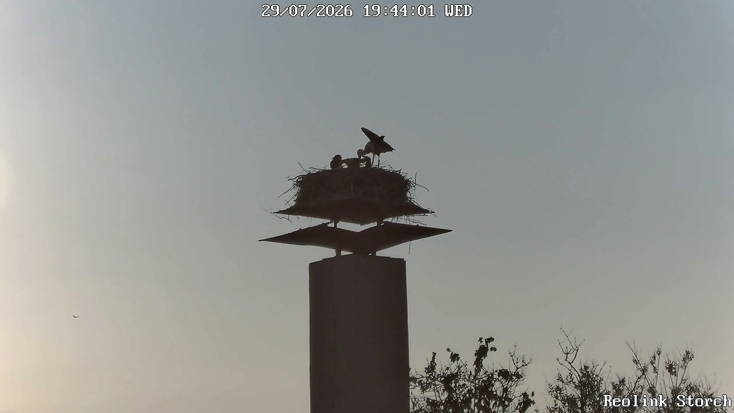 Storchencam Bild