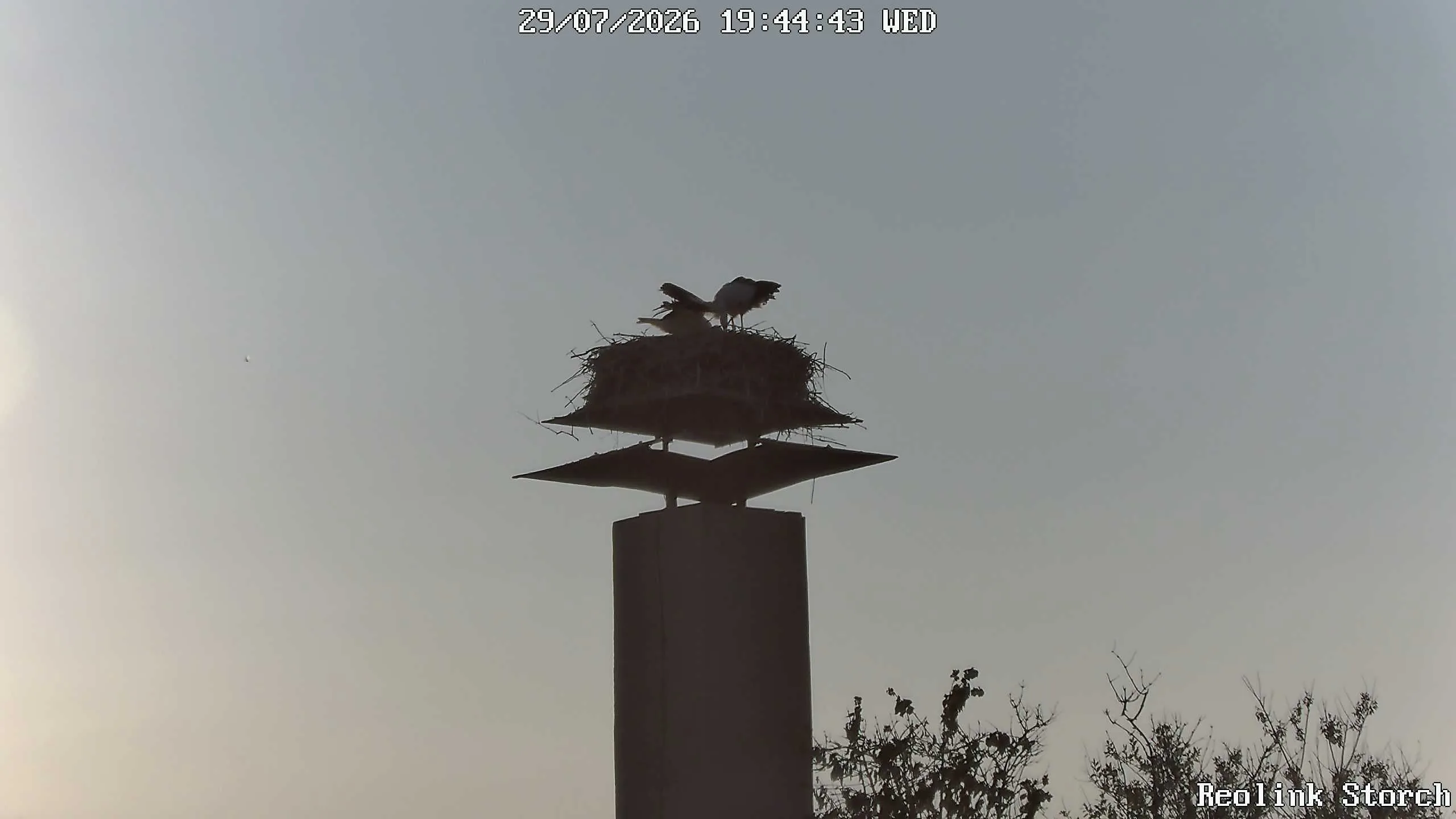 Storchencam Bild