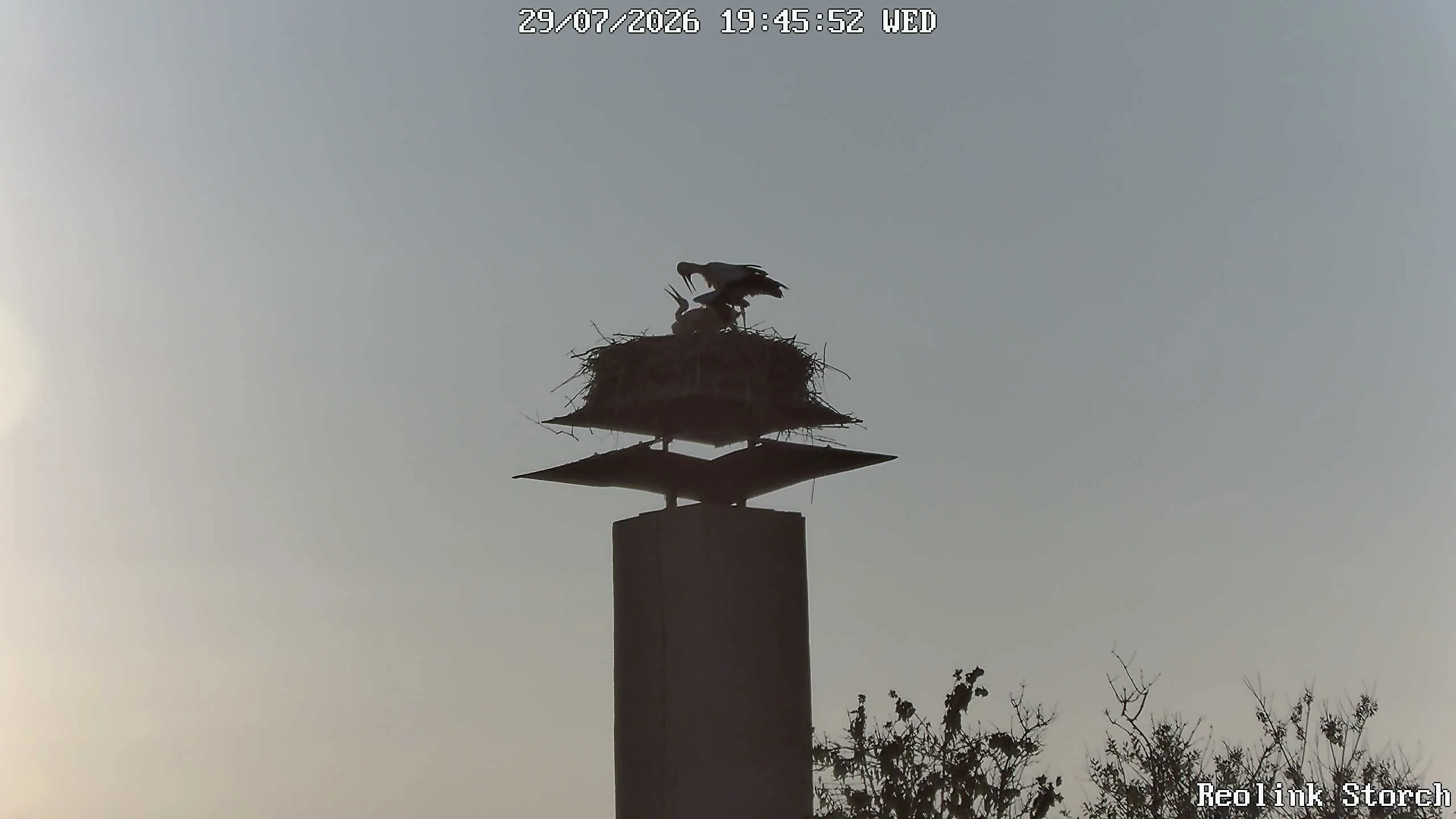 Storchencam Bild