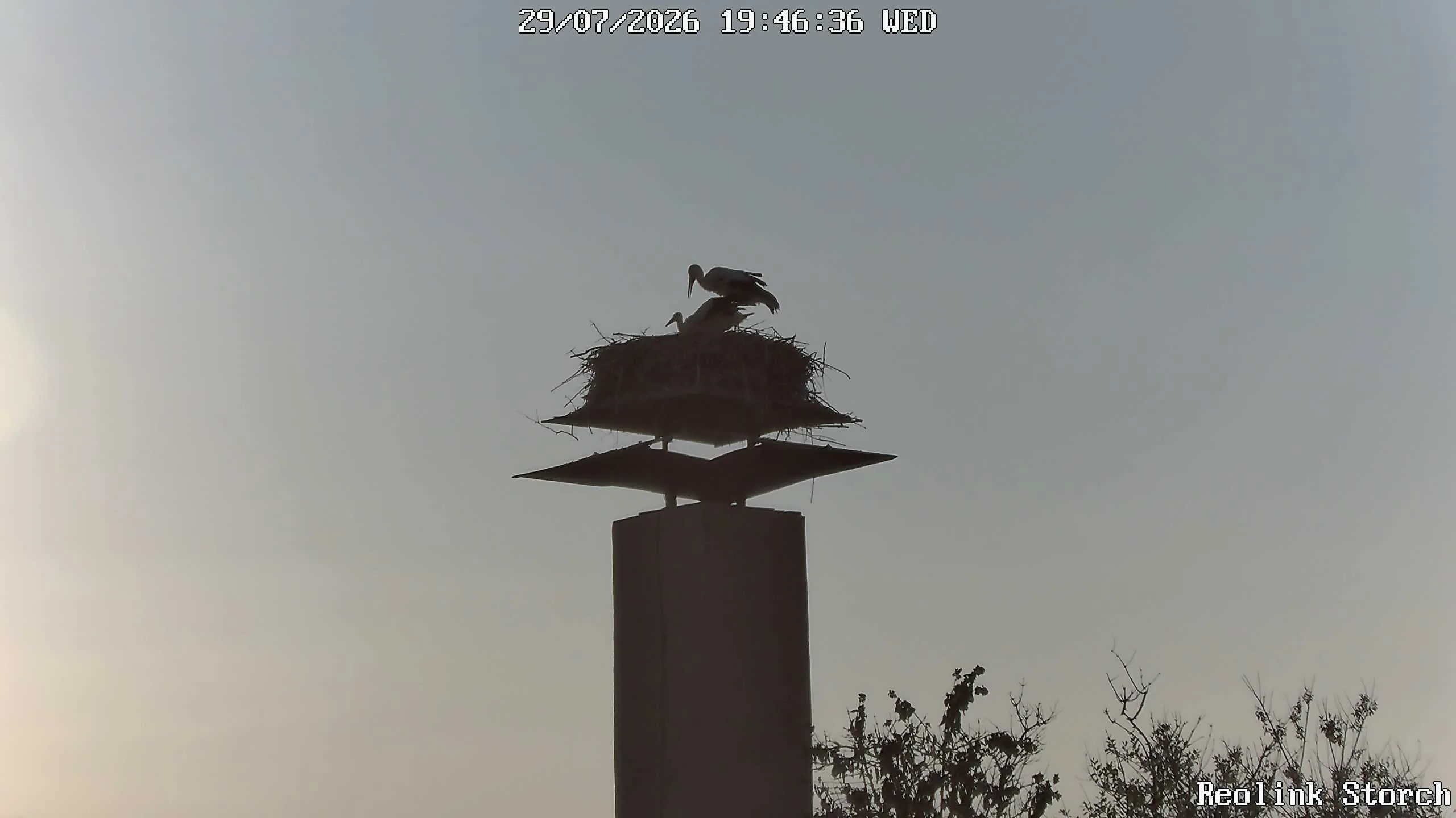 Storchencam Bild
