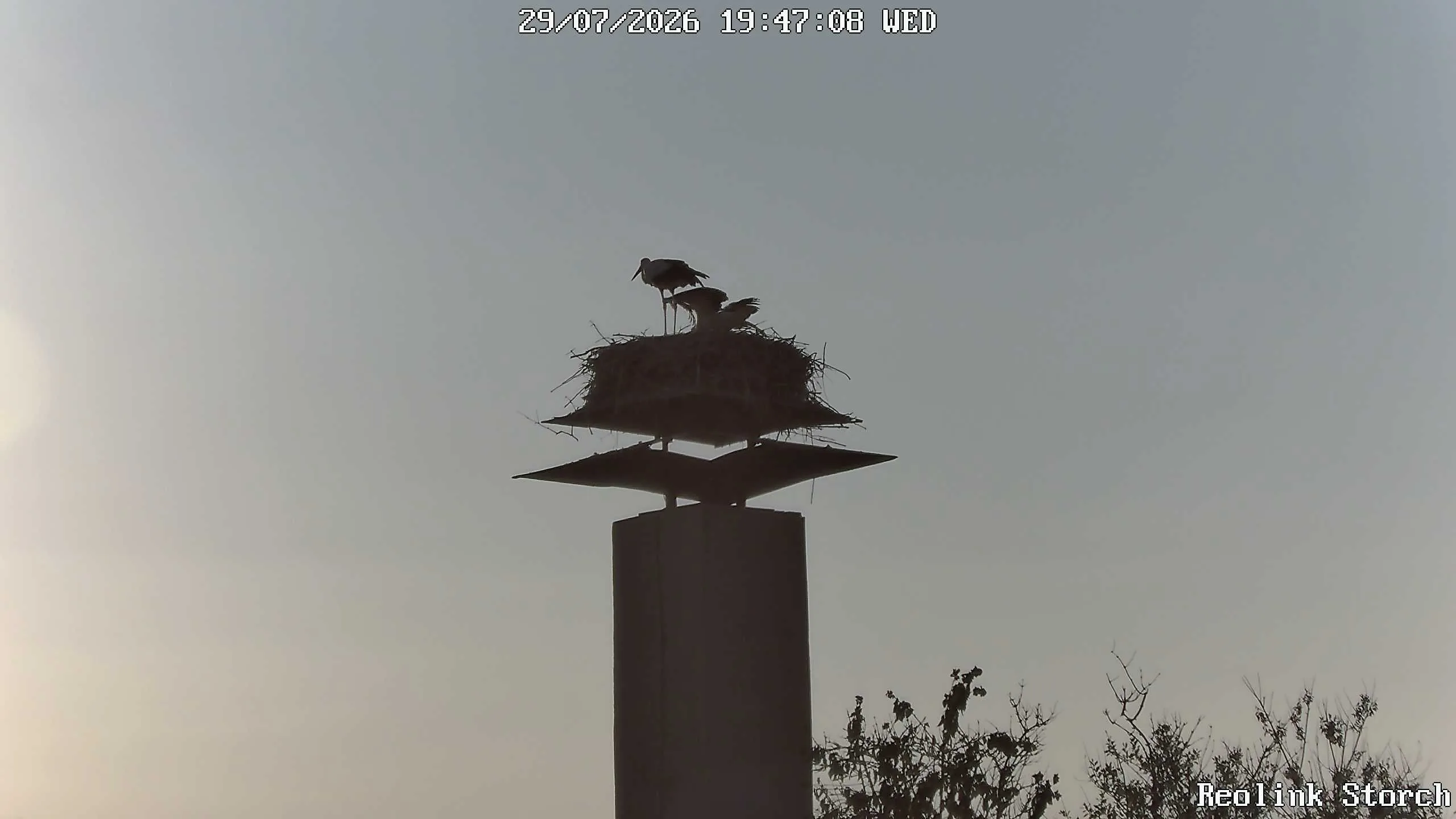 Storchencam Bild