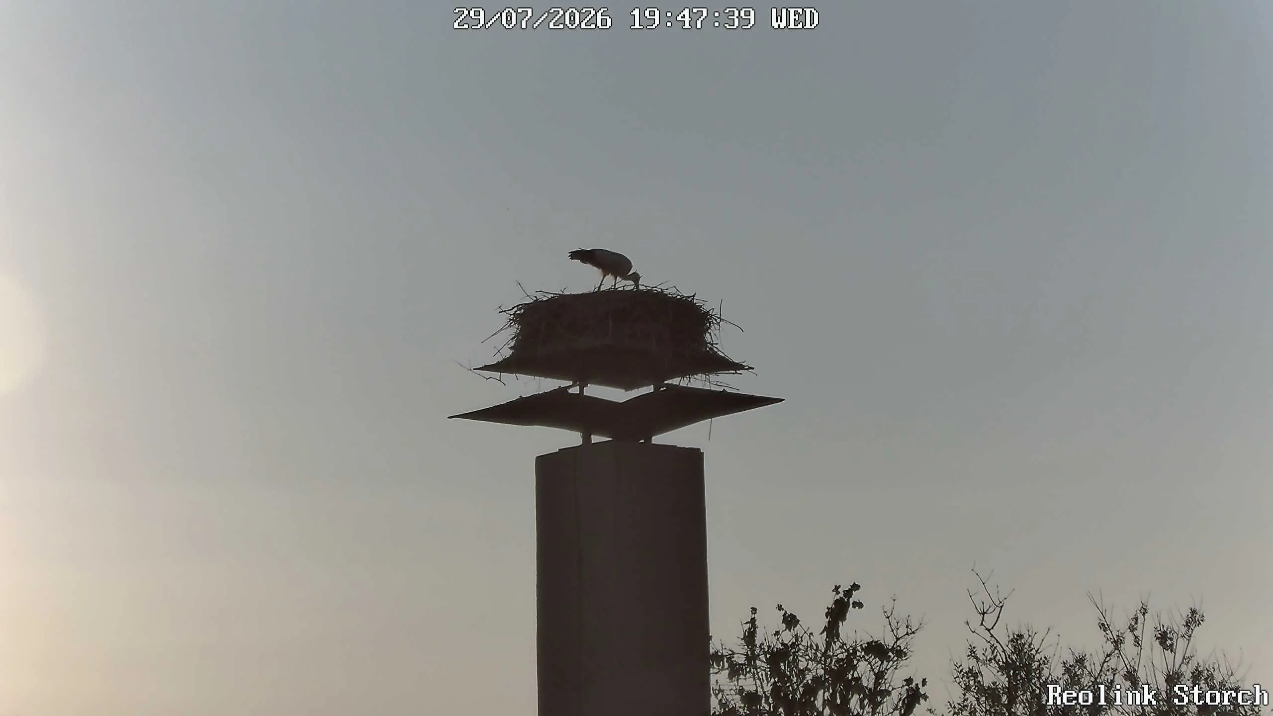 Storchencam Bild