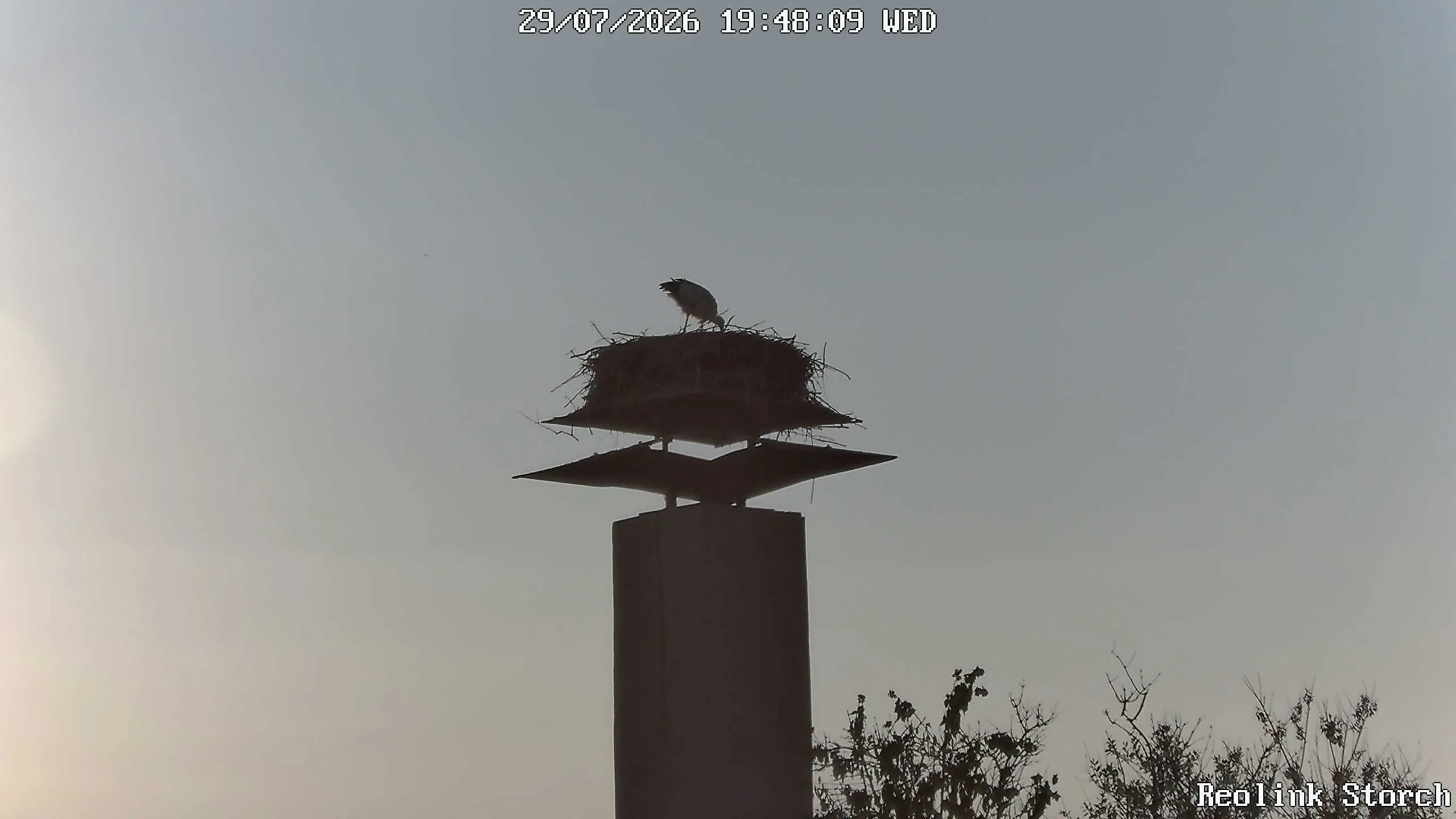 Storchencam Bild