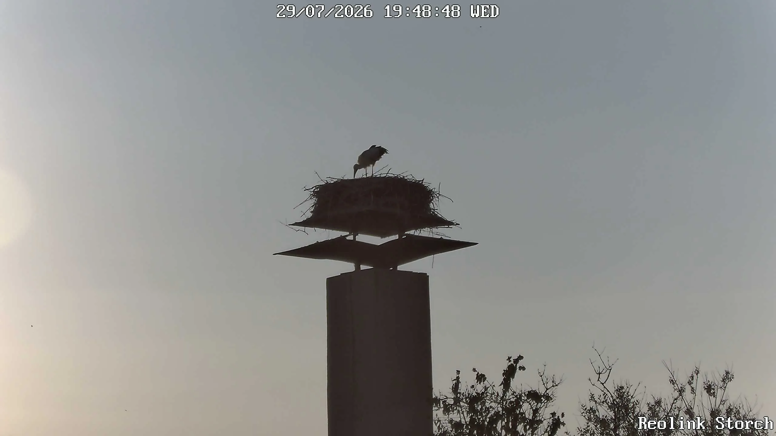 Storchencam Bild
