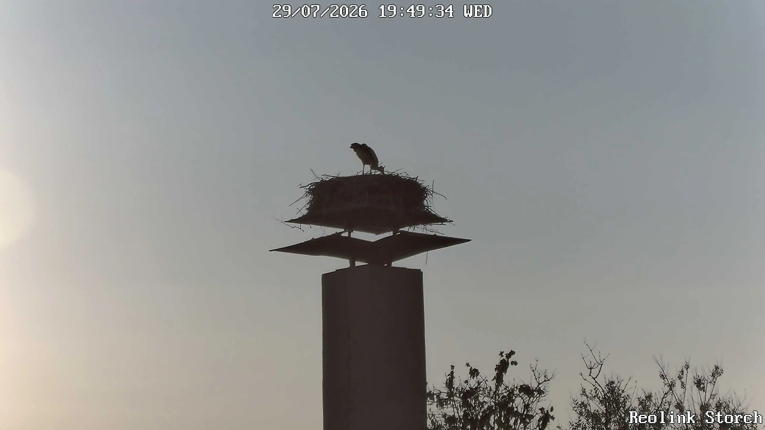 Storchencam Bild