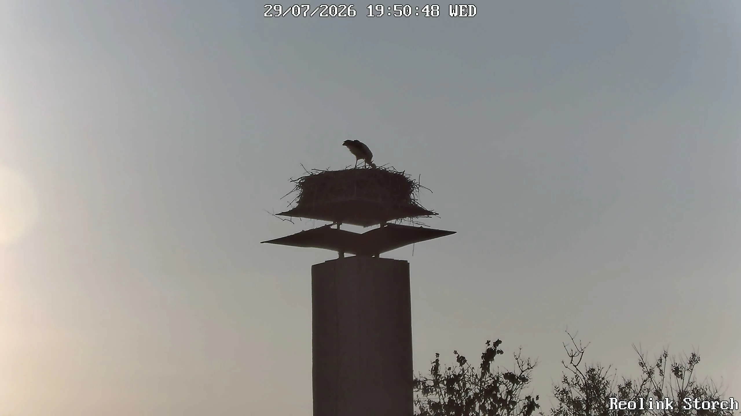Storchencam Bild