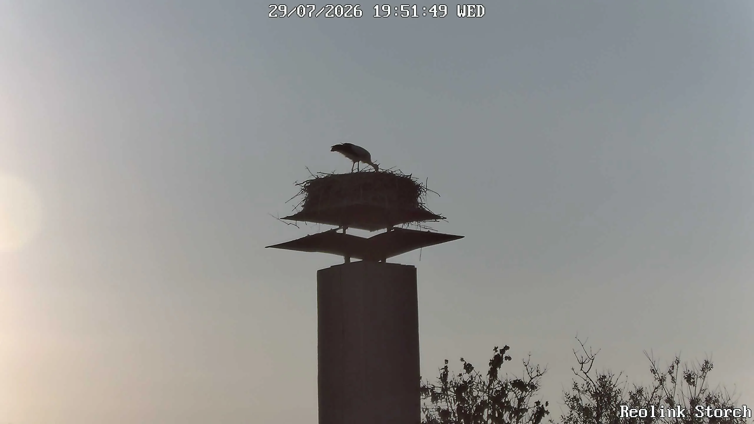 Storchencam Bild