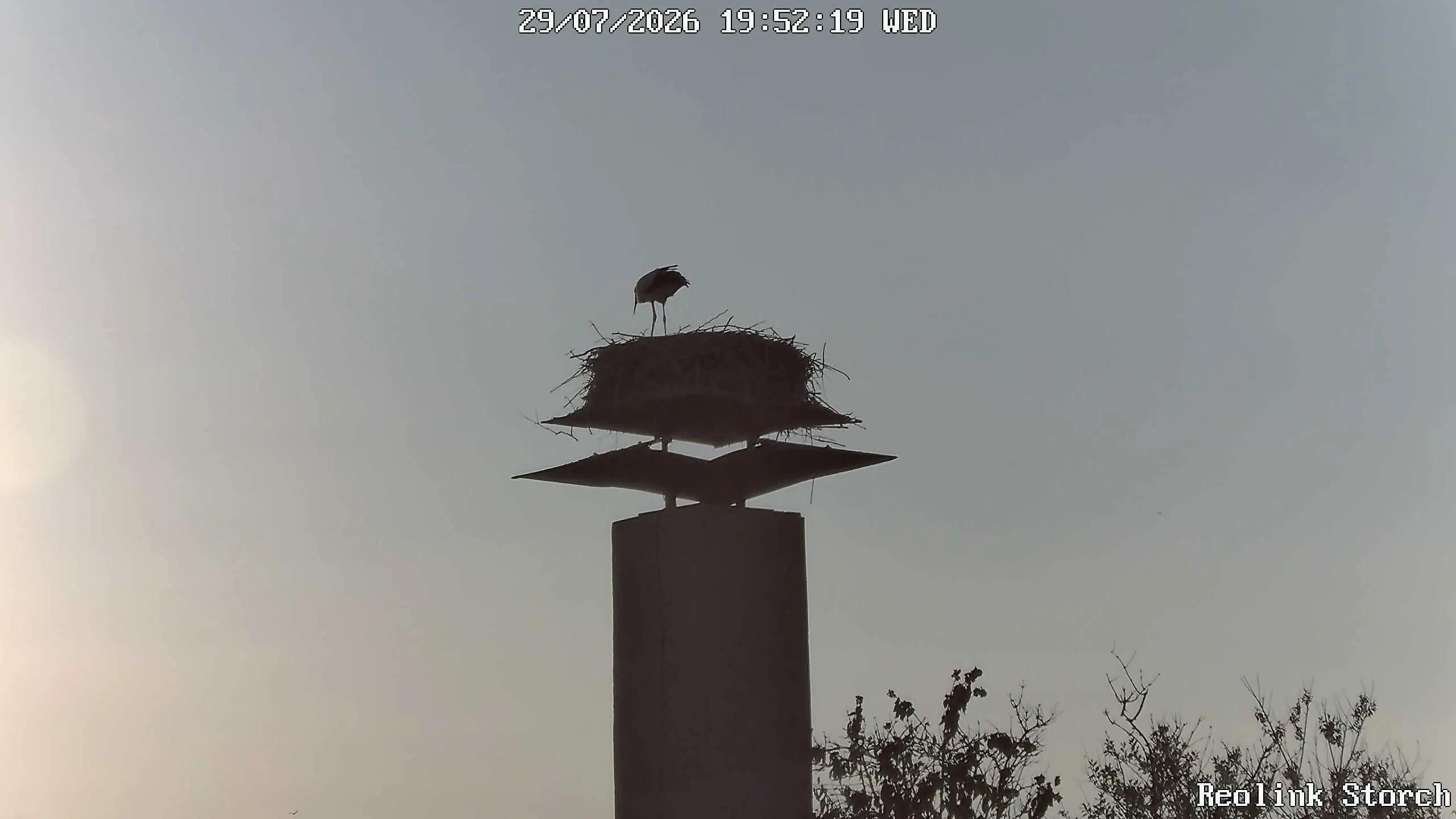 Storchencam Bild