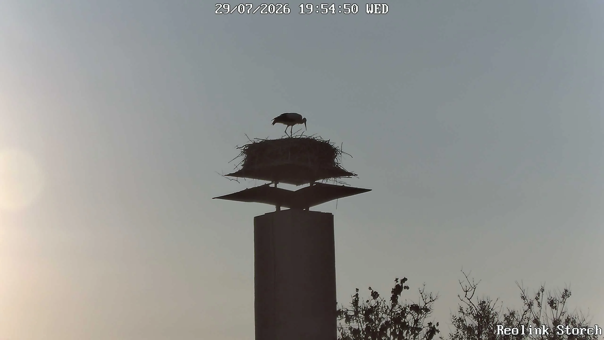 Storchencam Bild