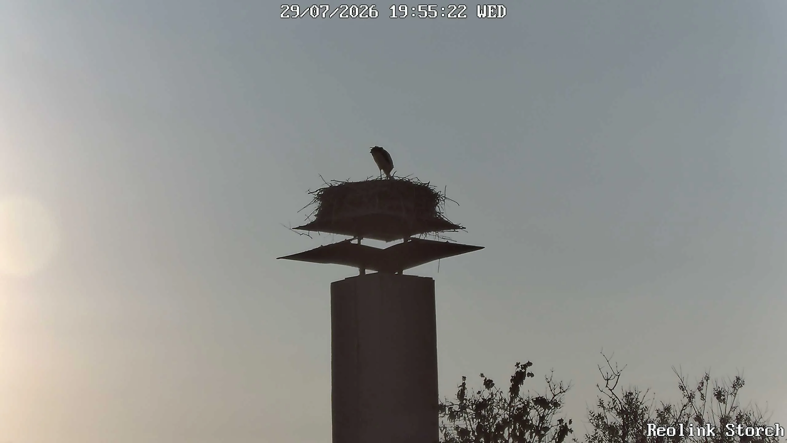 Storchencam Bild