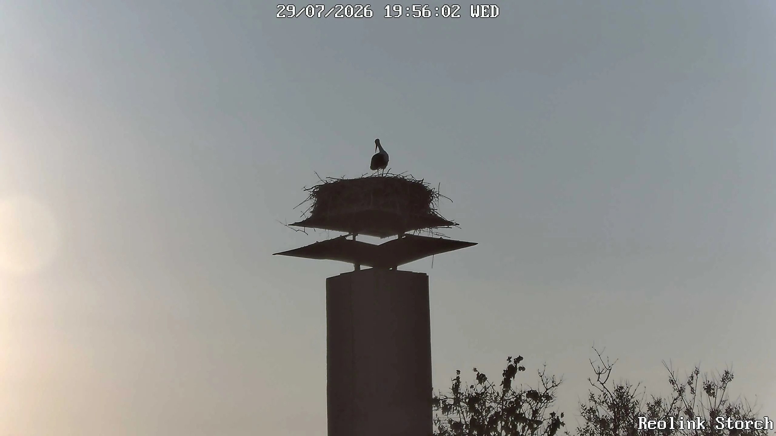Storchencam Bild