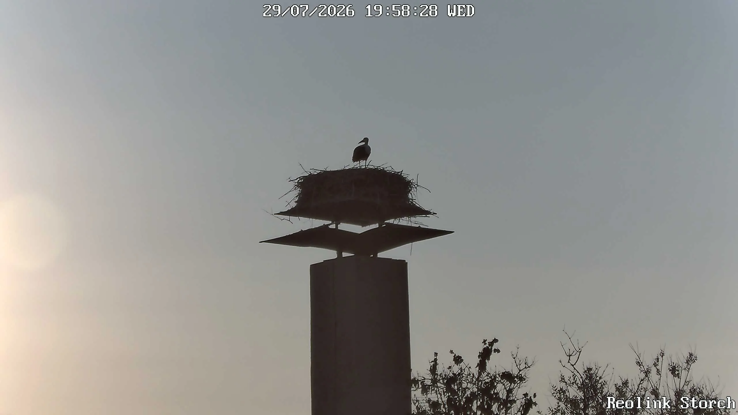 Storchencam Bild