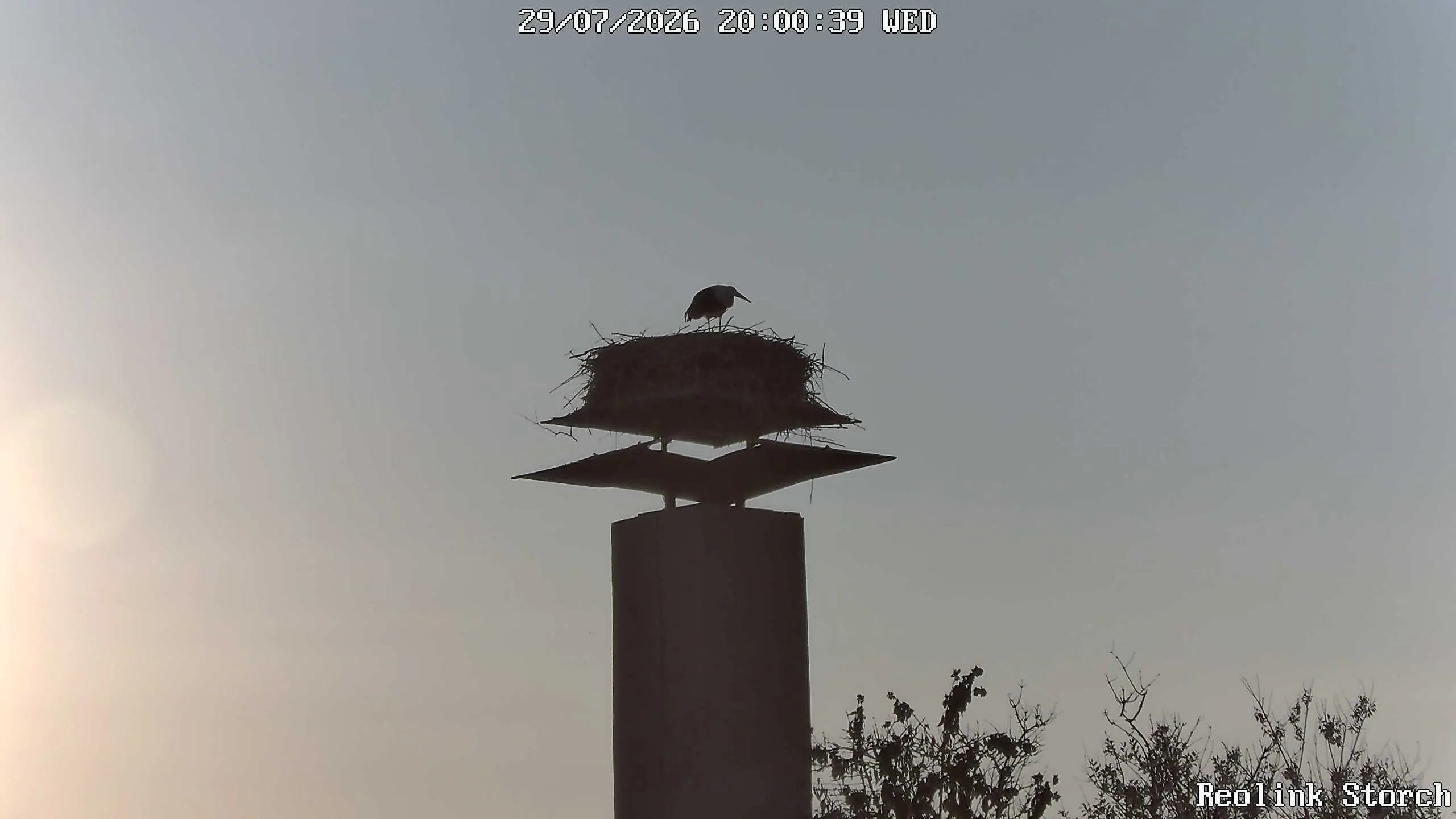Storchencam Bild