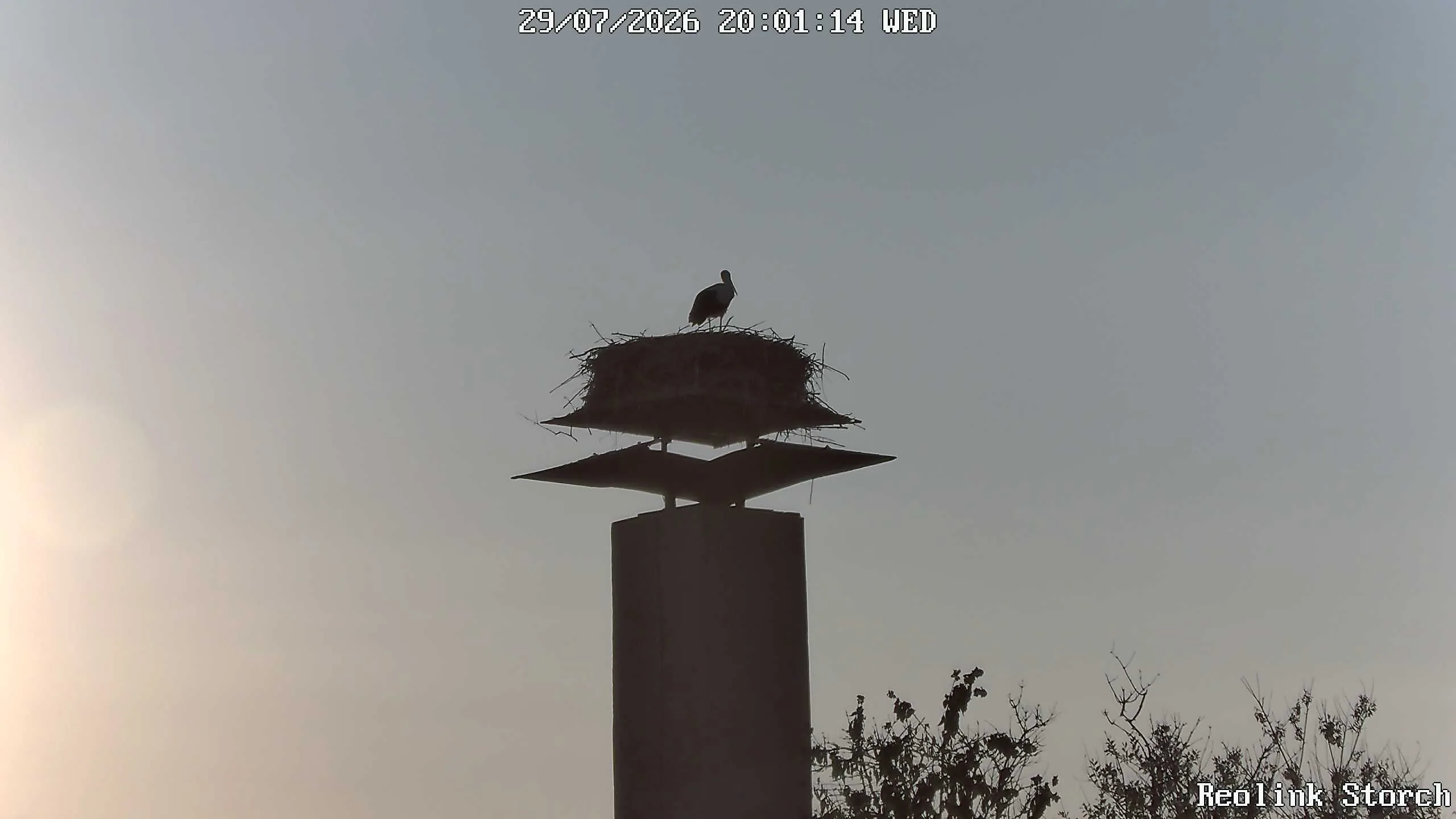 Storchencam Bild