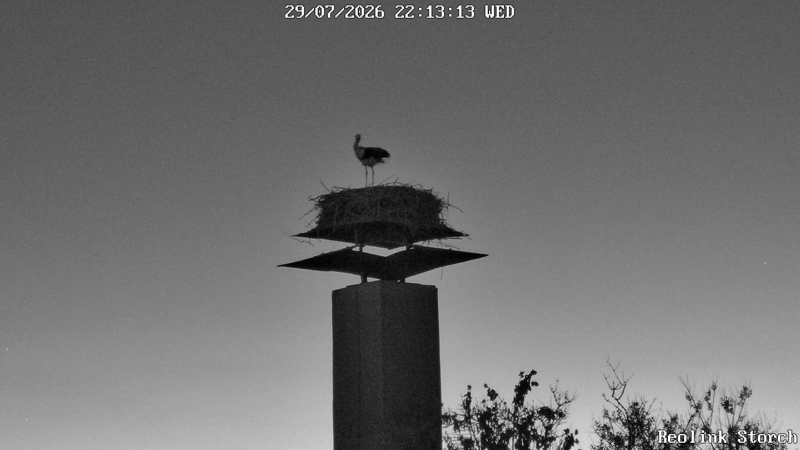 Storchencam Bild