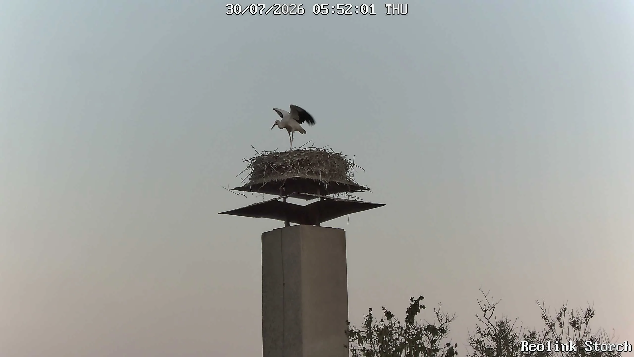 Storchencam Bild