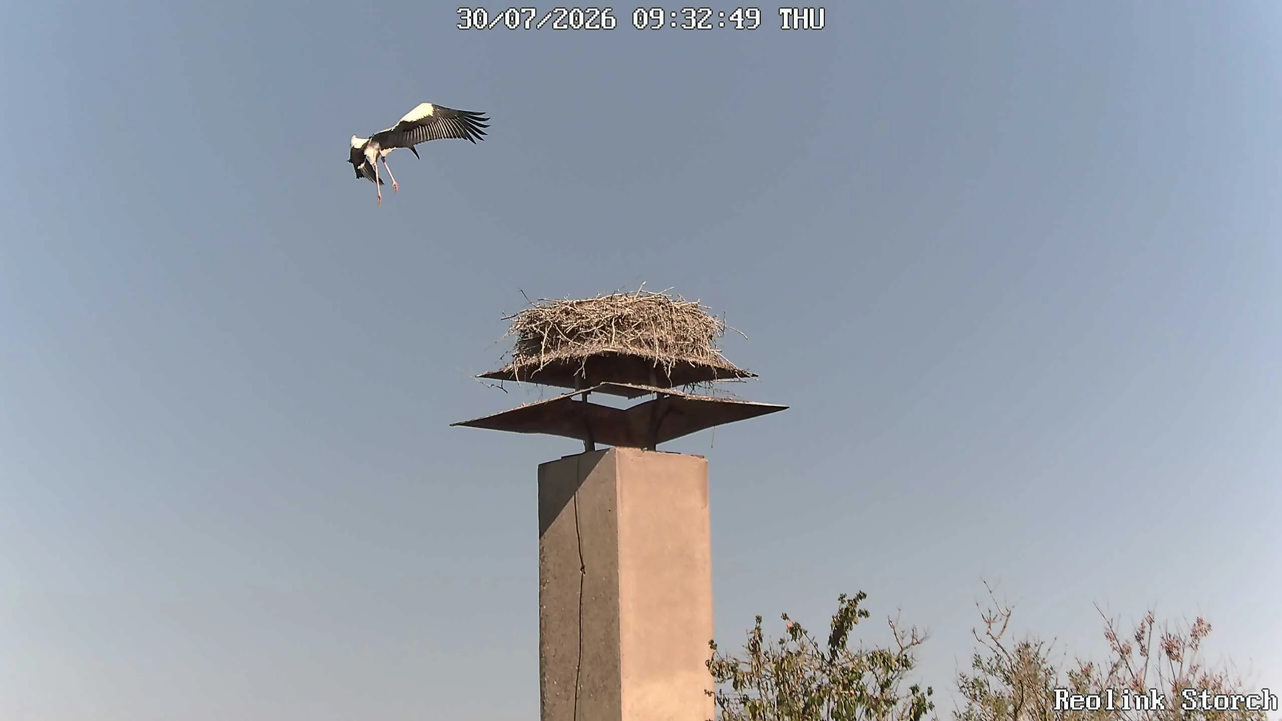 Storchencam Bild