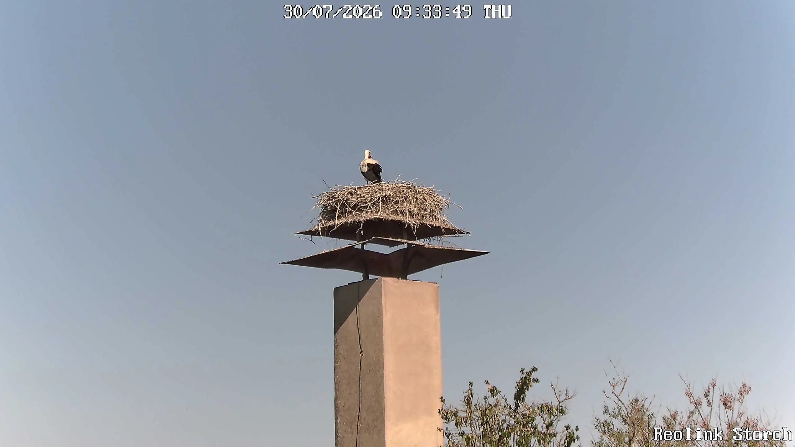 Storchencam Bild