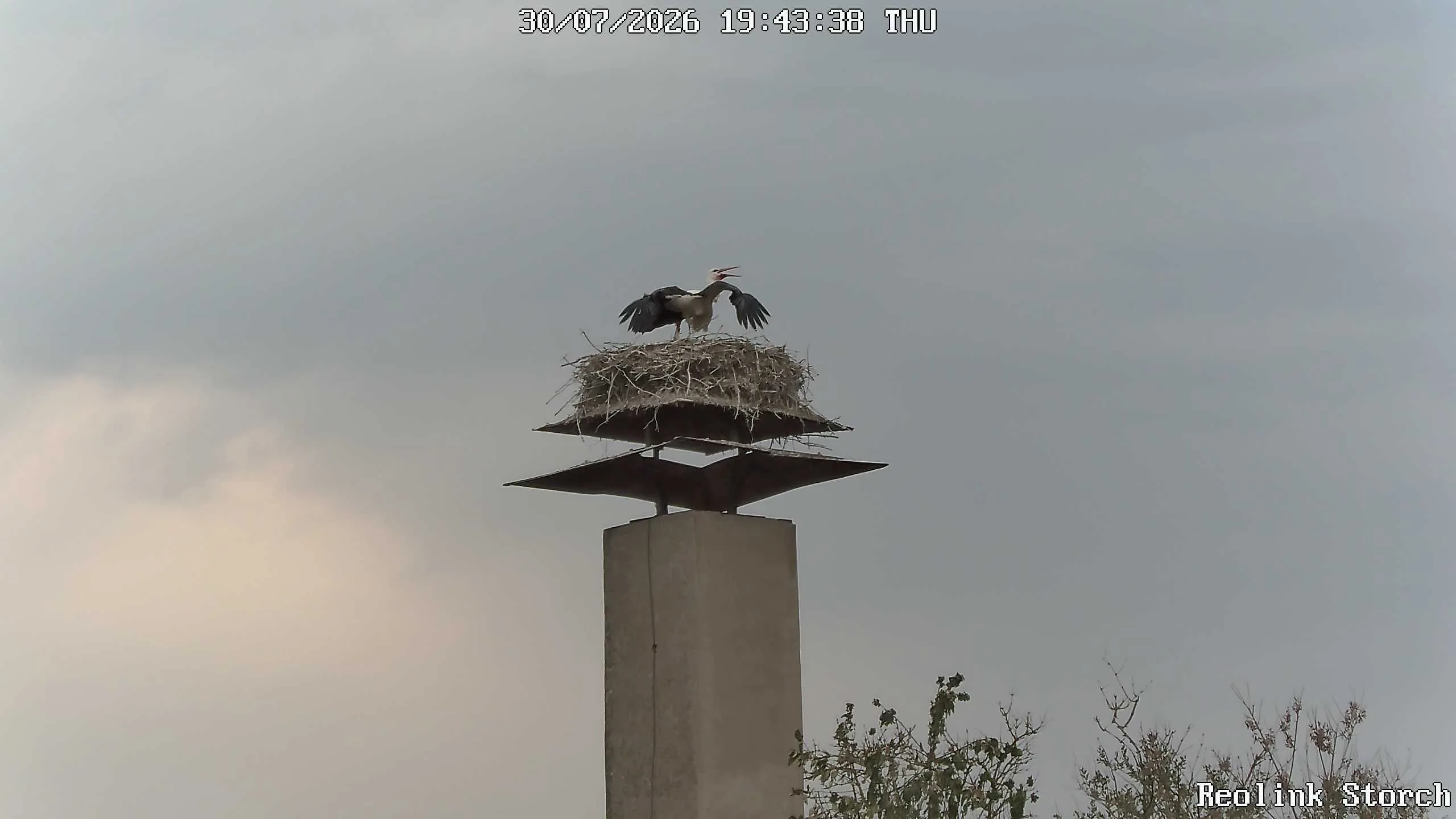 Storchencam Bild