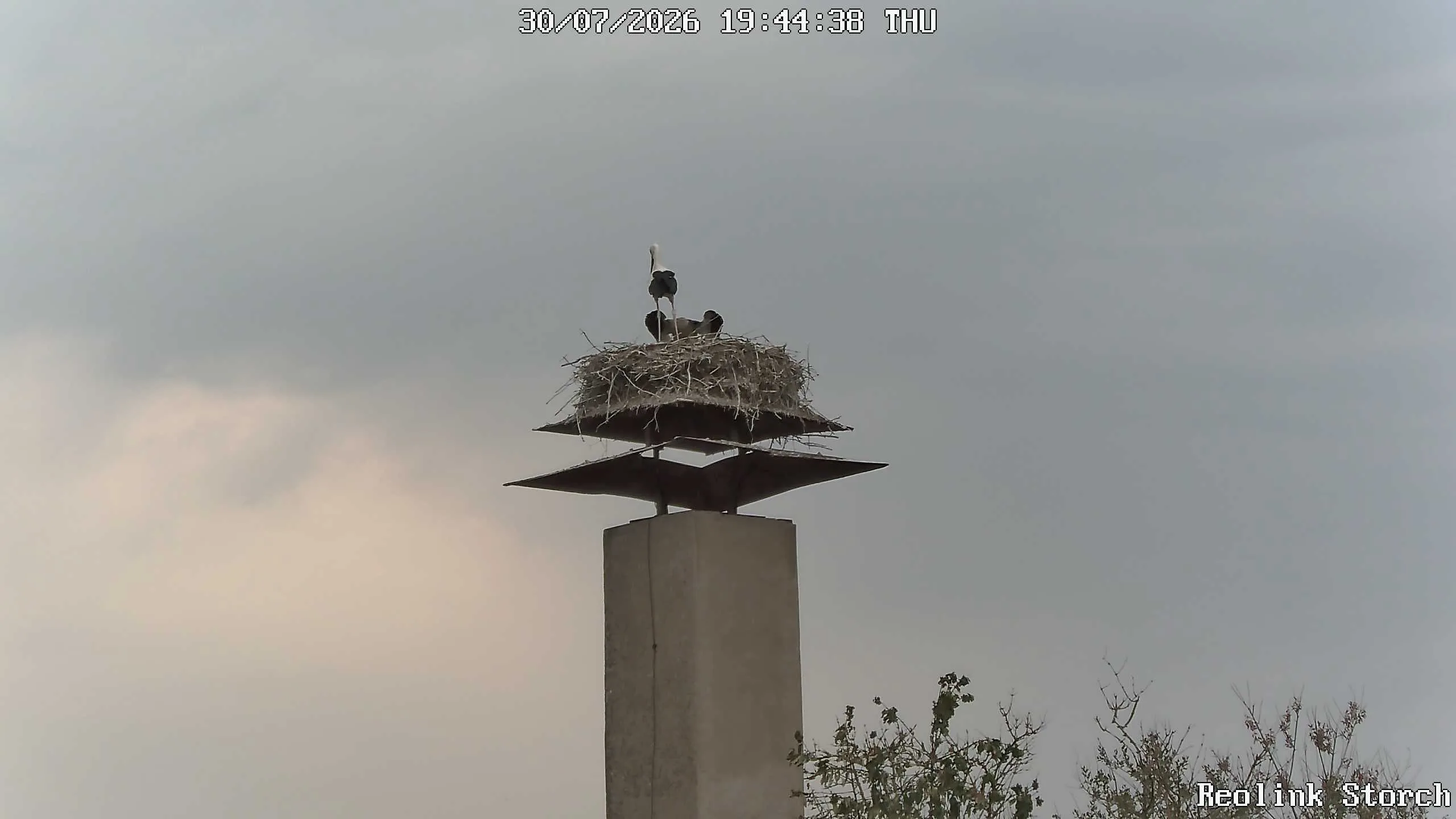 Storchencam Bild
