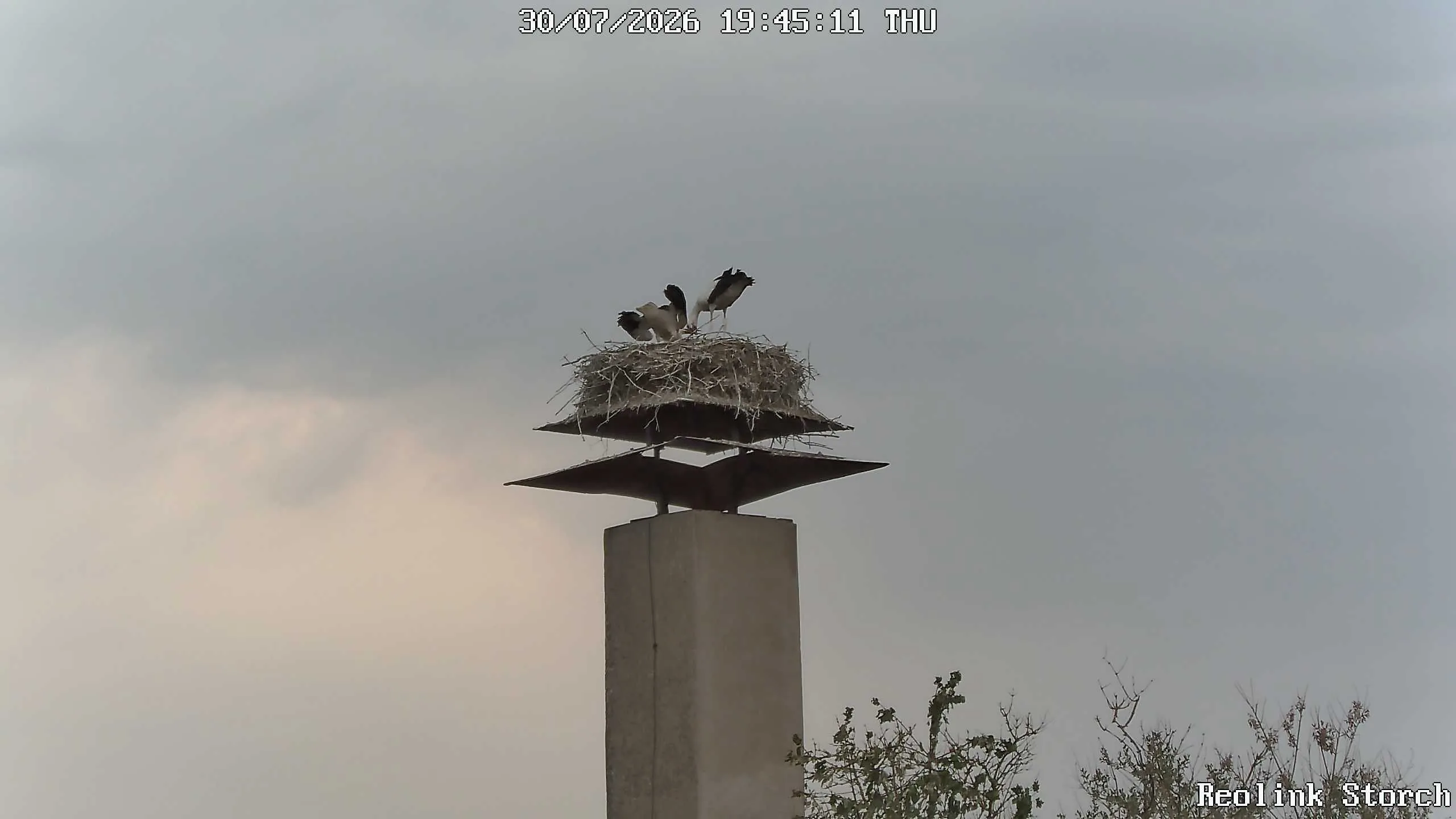 Storchencam Bild