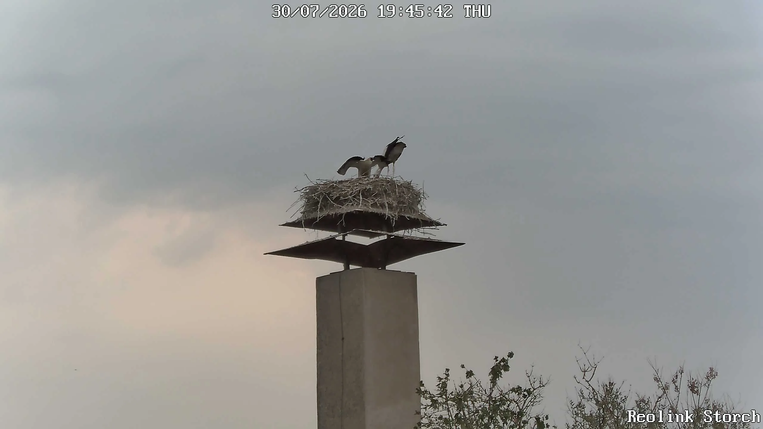Storchencam Bild