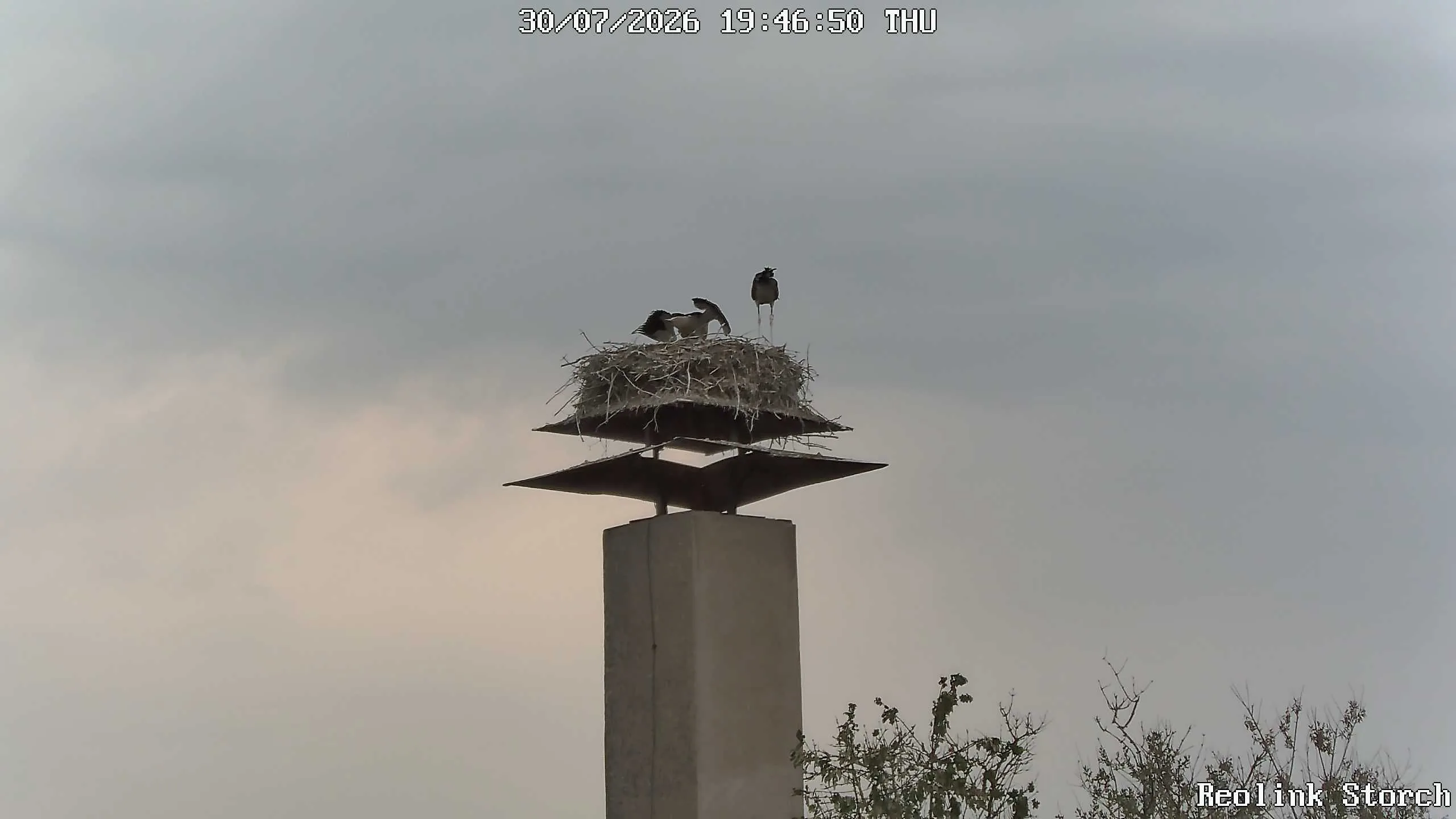 Storchencam Bild