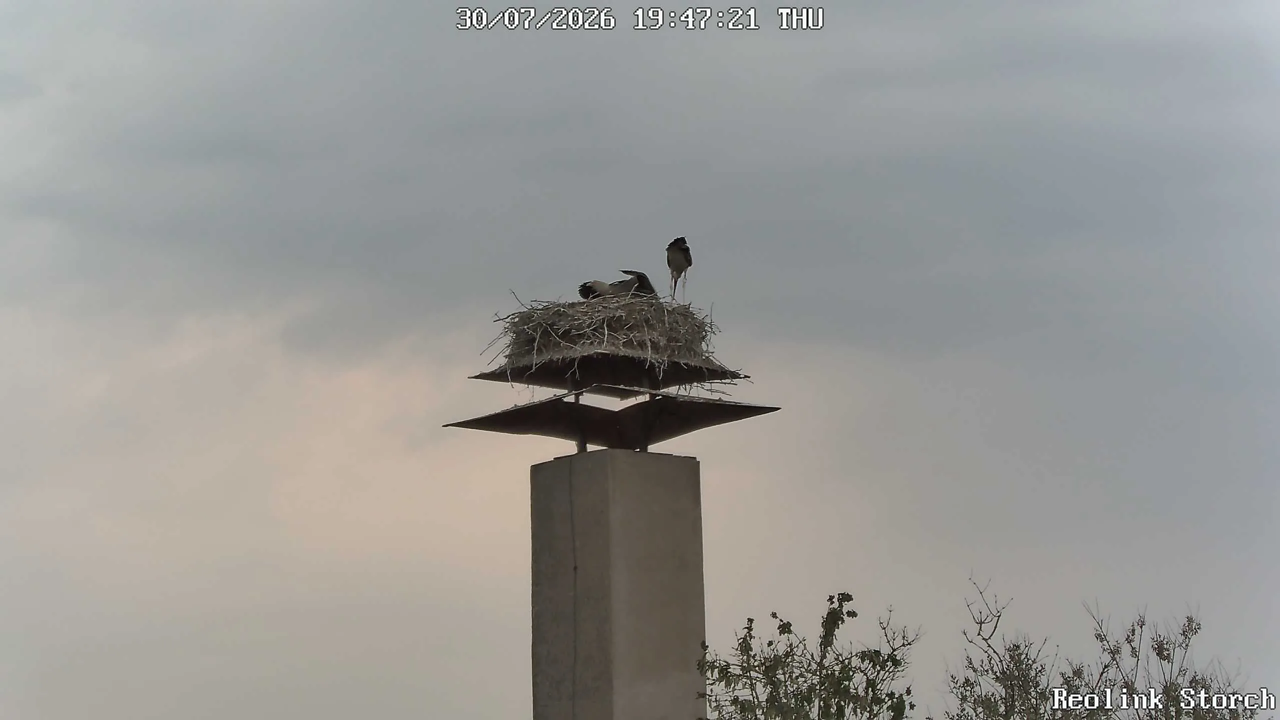 Storchencam Bild