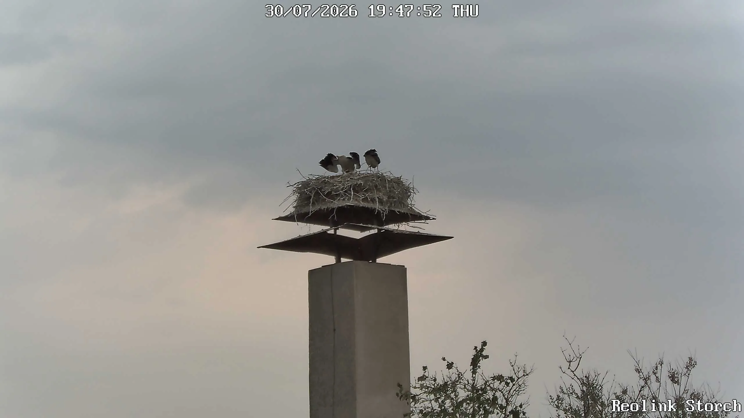Storchencam Bild