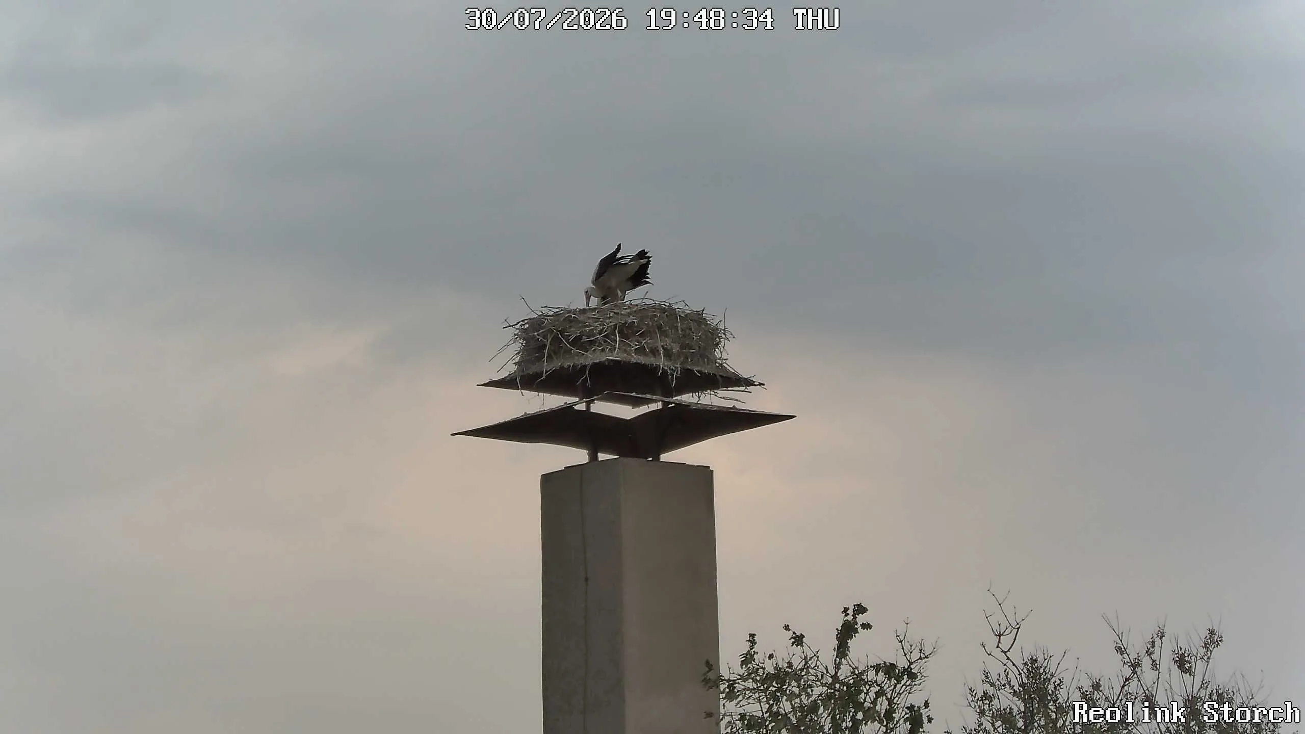 Storchencam Bild