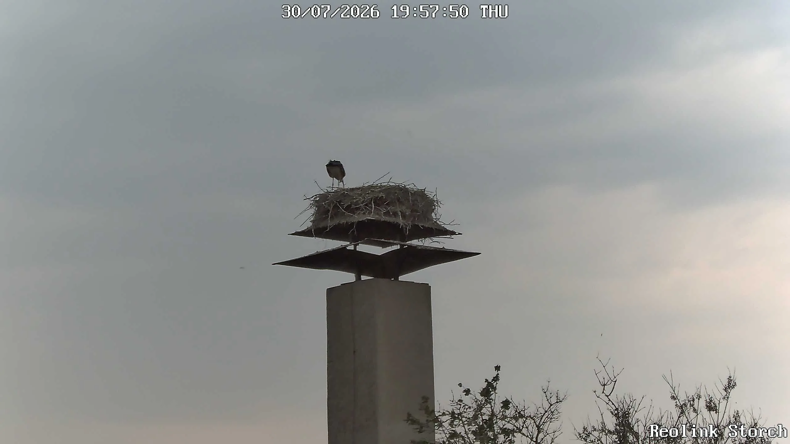 Storchencam Bild